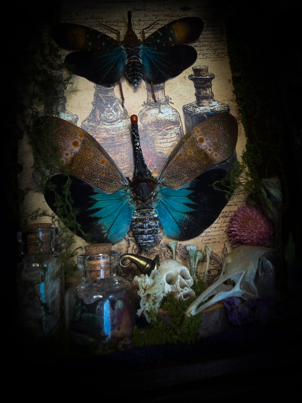 The Apothecary | handmade witchy shadowbox with two real lantern bugs Pyrops synavei and Pyrops pyrorhynchus, bat skull, pigeon skull, crystals, snake skin bottles and curiosities, dark wood frame | Morbid Oddities
