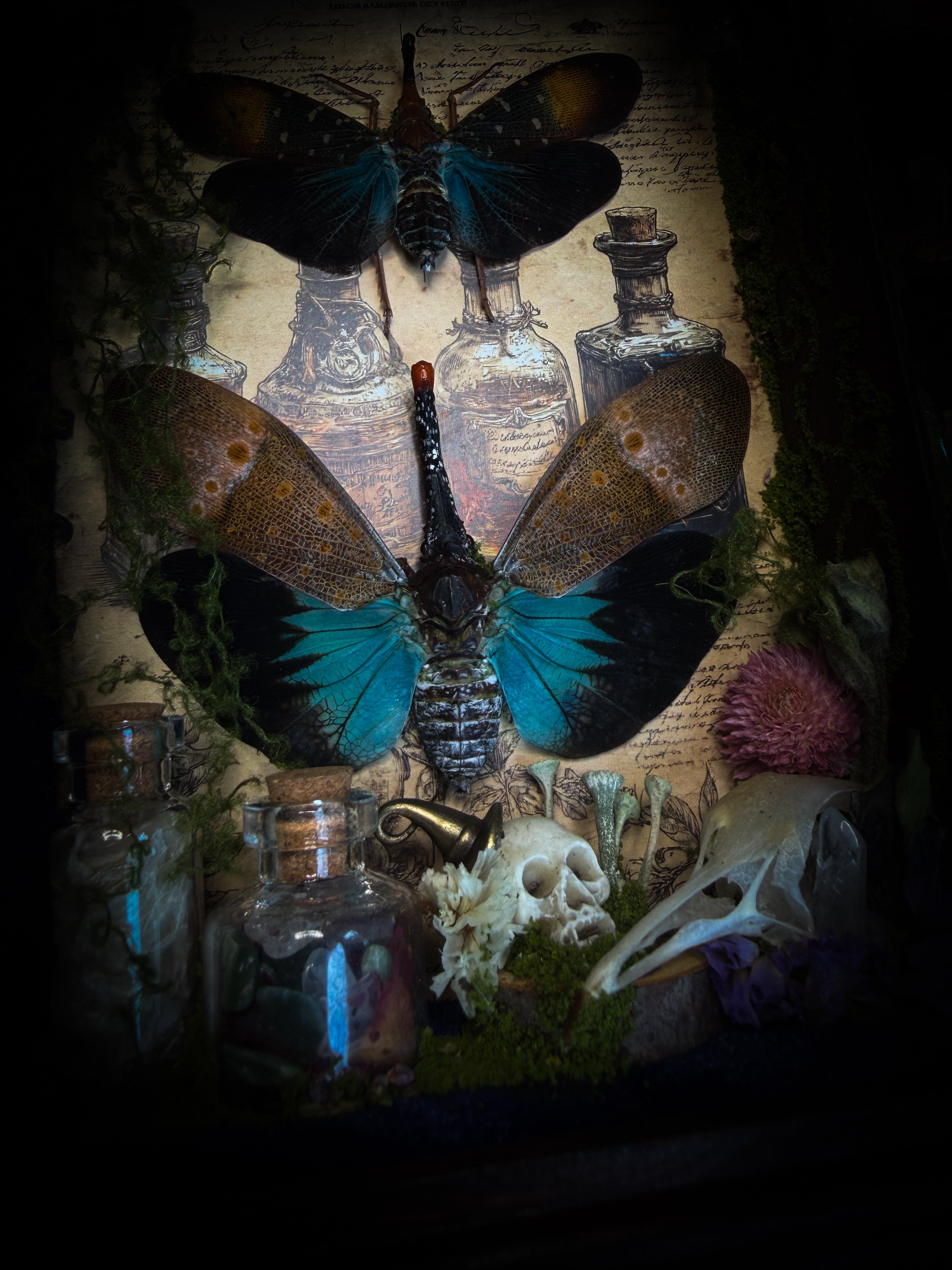 The Apothecary | handmade witchy shadowbox with two real lantern bugs Pyrops synavei and Pyrops pyrorhynchus, bat skull, pigeon skull, crystals, snake skin bottles and curiosities, dark wood frame | Morbid Oddities
