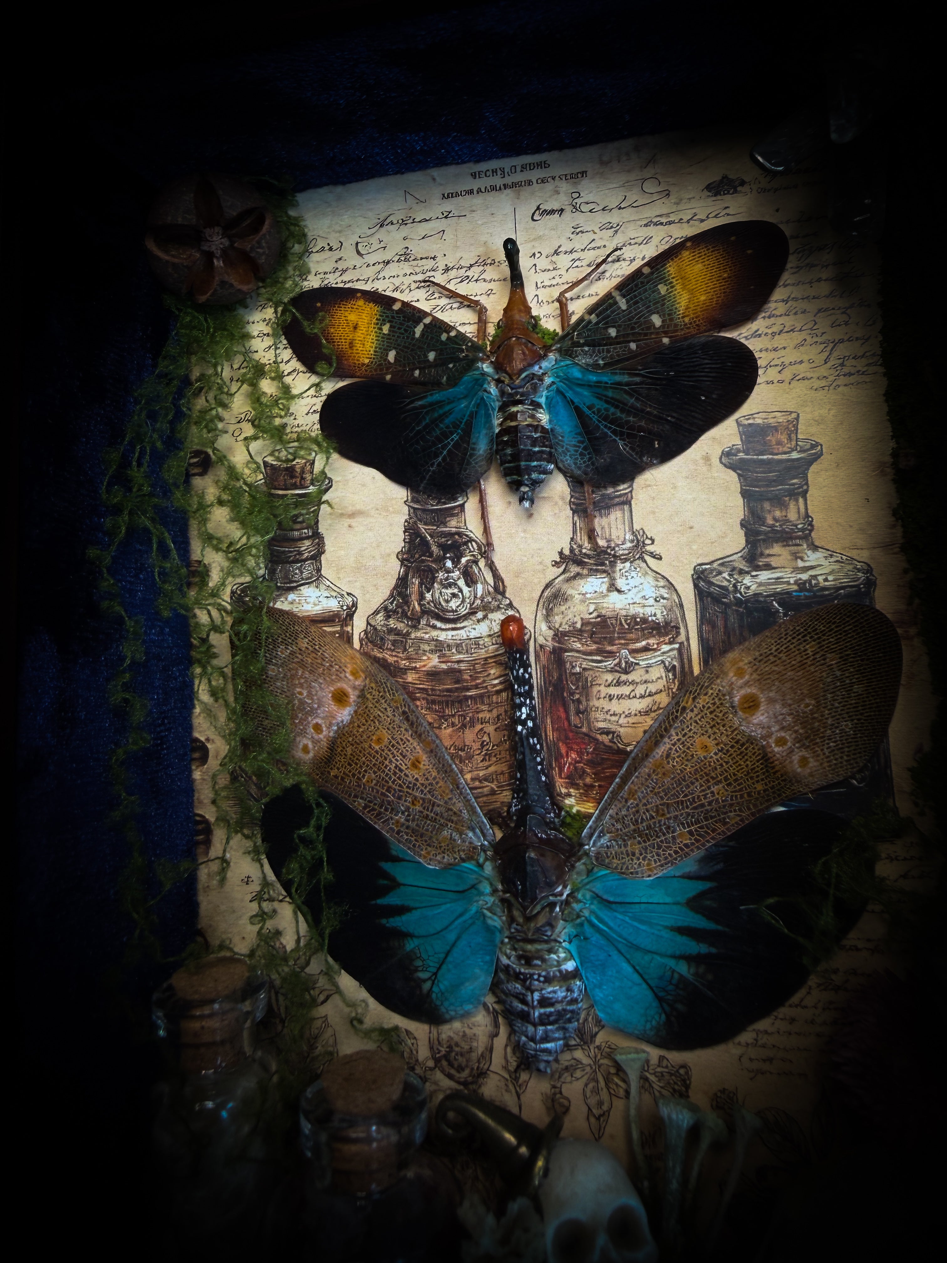 The Apothecary | handmade witchy shadowbox with two real lantern bugs Pyrops synavei and Pyrops pyrorhynchus, bat skull, pigeon skull, crystals, snake skin bottles and curiosities, dark wood frame | Morbid Oddities

