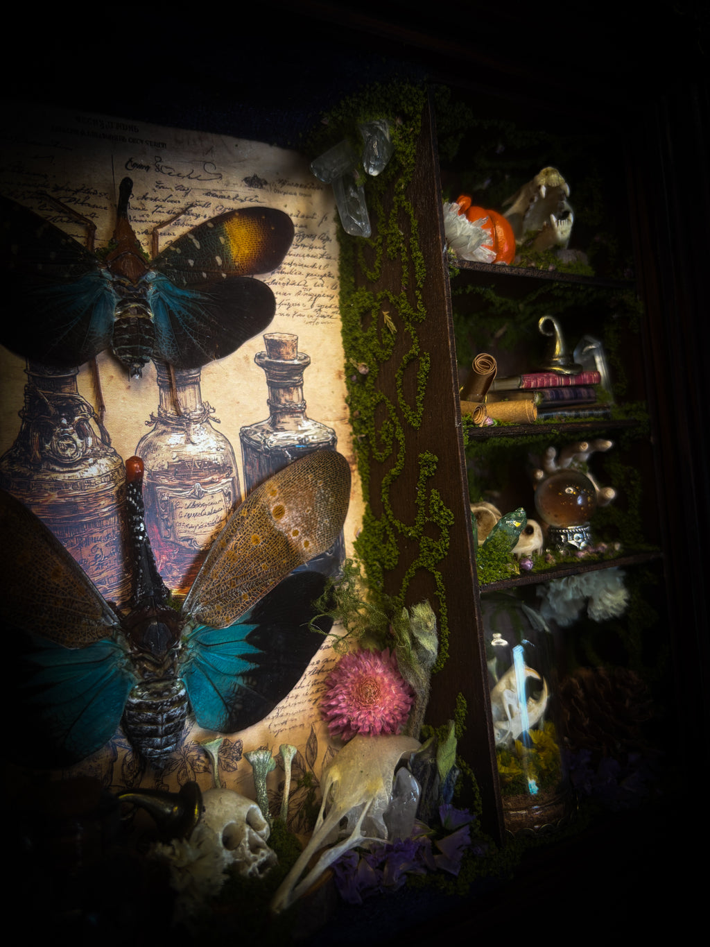 The Apothecary | handmade witchy shadowbox with two real lantern bugs Pyrops synavei and Pyrops pyrorhynchus, bat skull, pigeon skull, crystals, snake skin bottles and curiosities, dark wood frame | Morbid Oddities
