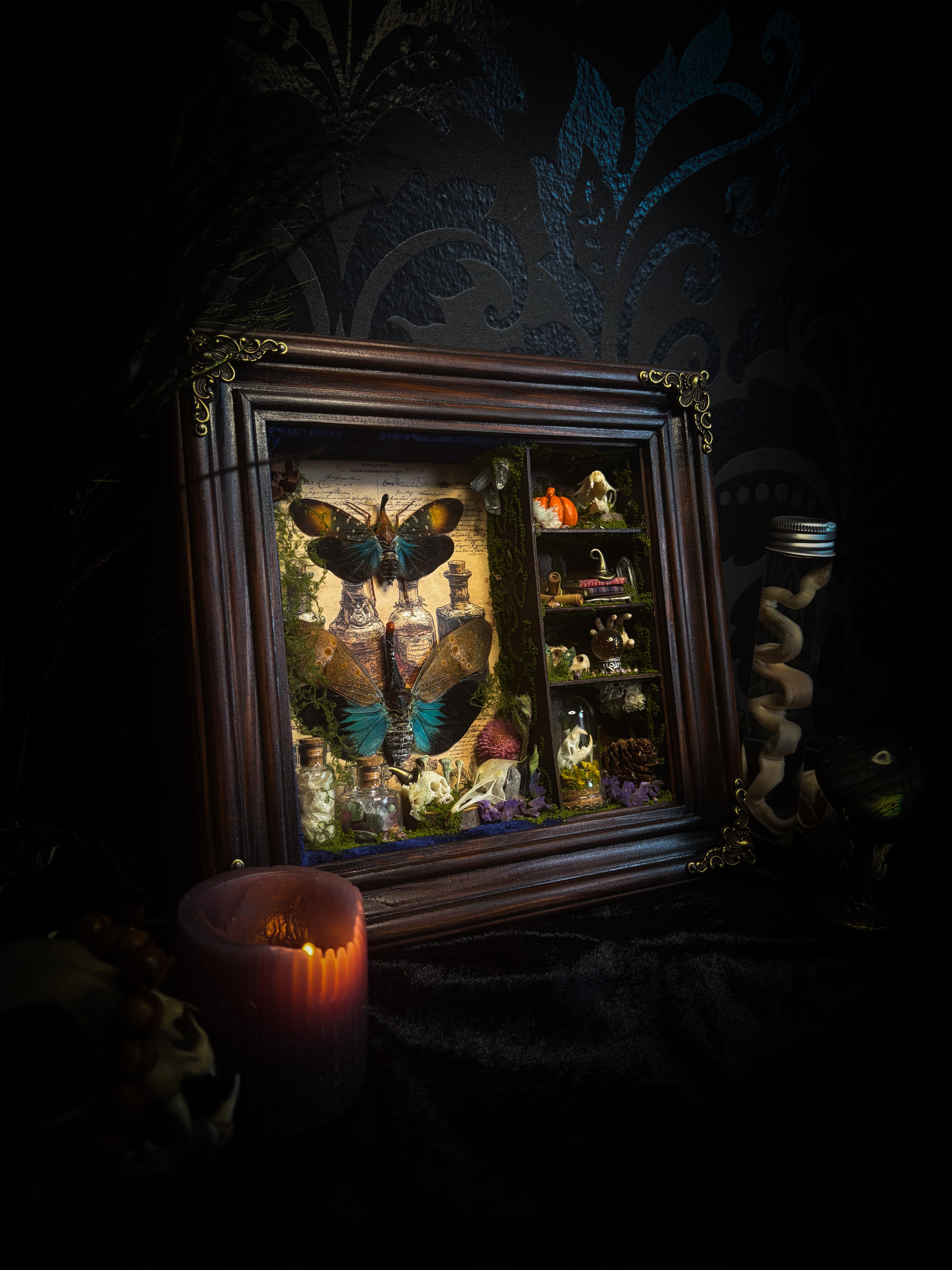 The Apothecary | handmade witchy shadowbox with two real lantern bugs Pyrops synavei and Pyrops pyrorhynchus, bat skull, pigeon skull, crystals, snake skin bottles and curiosities, dark wood frame | Morbid Oddities
