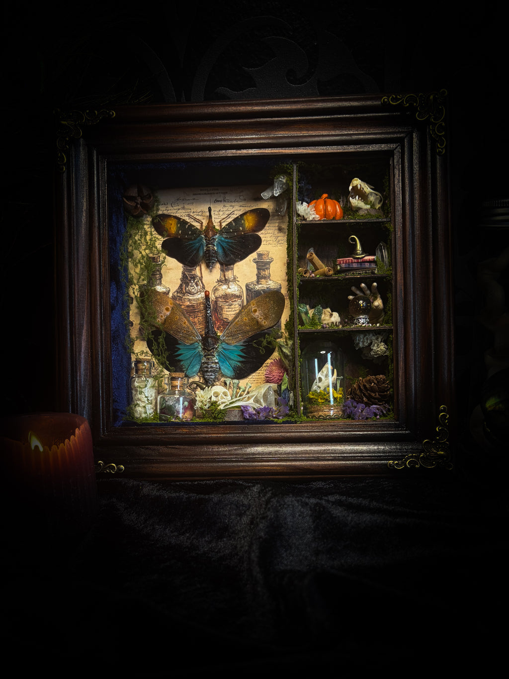 The Apothecary | handmade witchy shadowbox with two real lantern bugs Pyrops synavei and Pyrops pyrorhynchus, bat skull, pigeon skull, crystals, snake skin bottles and curiosities, dark wood frame | Morbid Oddities
