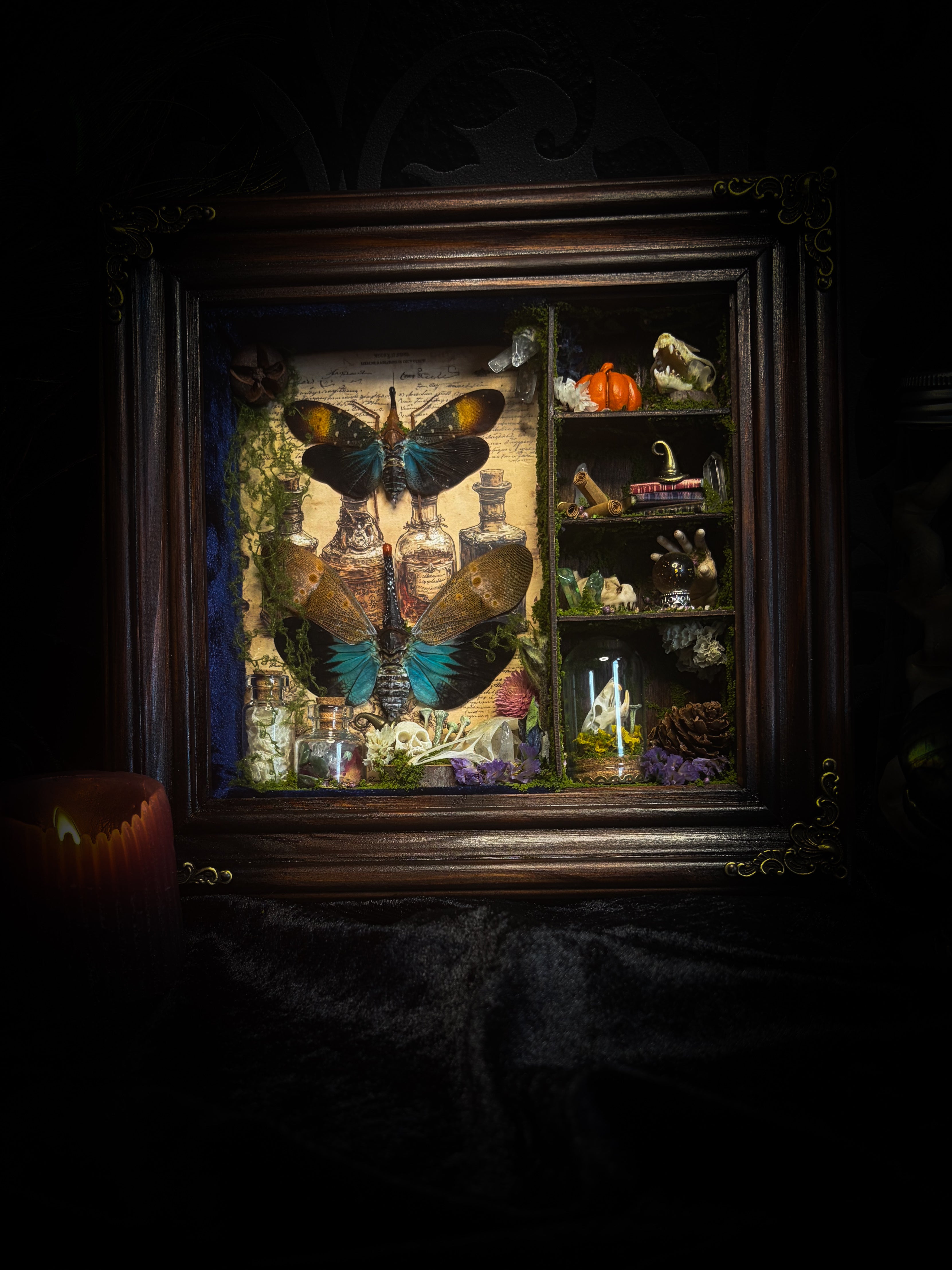 The Apothecary | handmade witchy shadowbox with two real lantern bugs Pyrops synavei and Pyrops pyrorhynchus, bat skull, pigeon skull, crystals, snake skin bottles and curiosities, dark wood frame | Morbid Oddities
