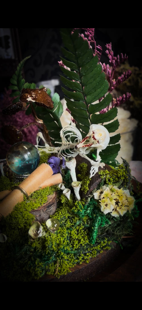Ad Semitam Magicam | handmade woodland glass dome with real shrew skeleton with burgundy-stained teeth, magical scroll, crystal ball, moss, lichen, dried flowers, resin mushrooms and fern on hand-painted wooden base | Morbid Oddities

