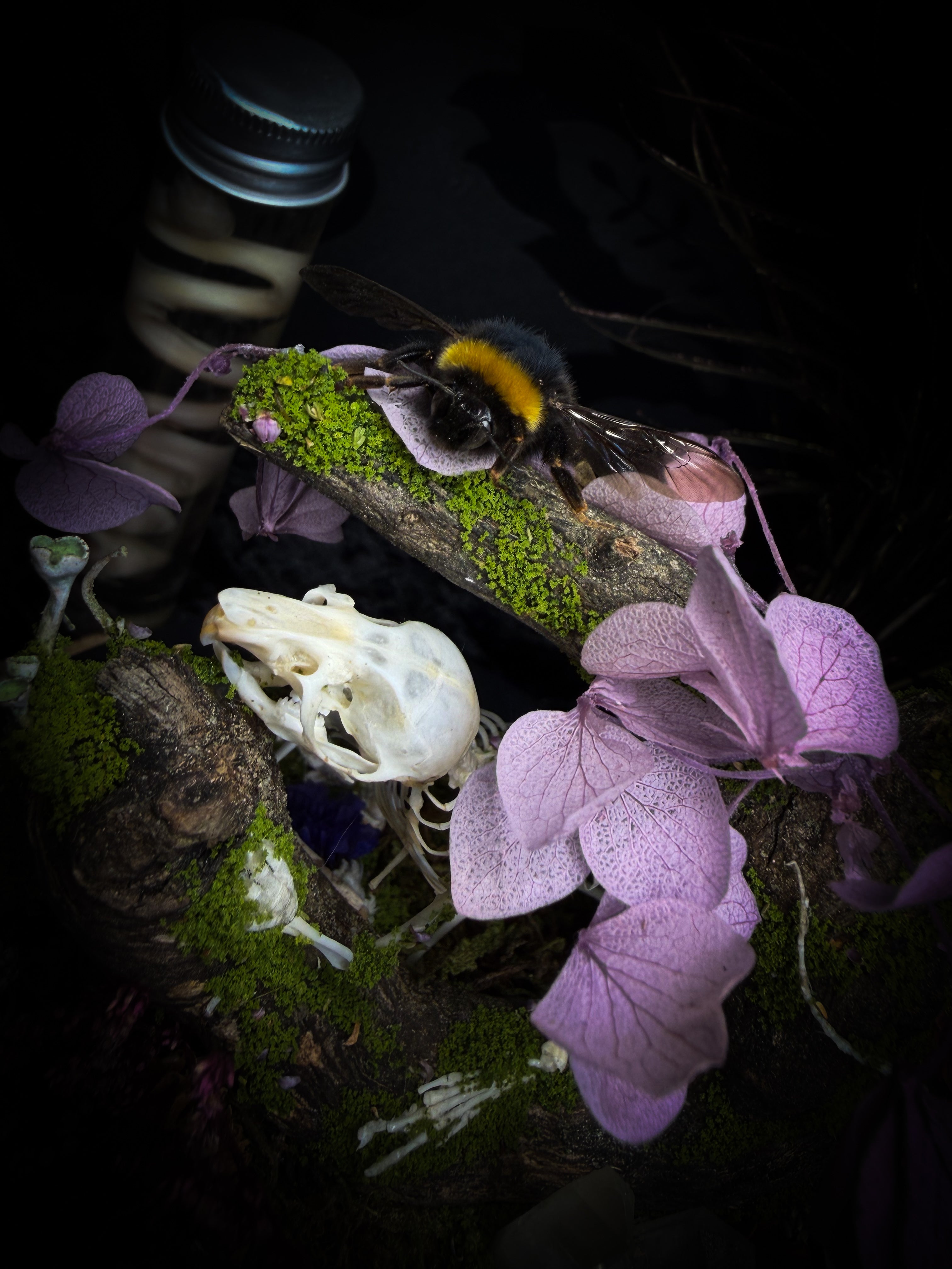 The Bumblebee's Garden | handmade whimsical glass dome with real bumblebee, mouse skeleton, moss, pine cones, mushrooms, pink violet and white dried flowers | Morbid Oddities
