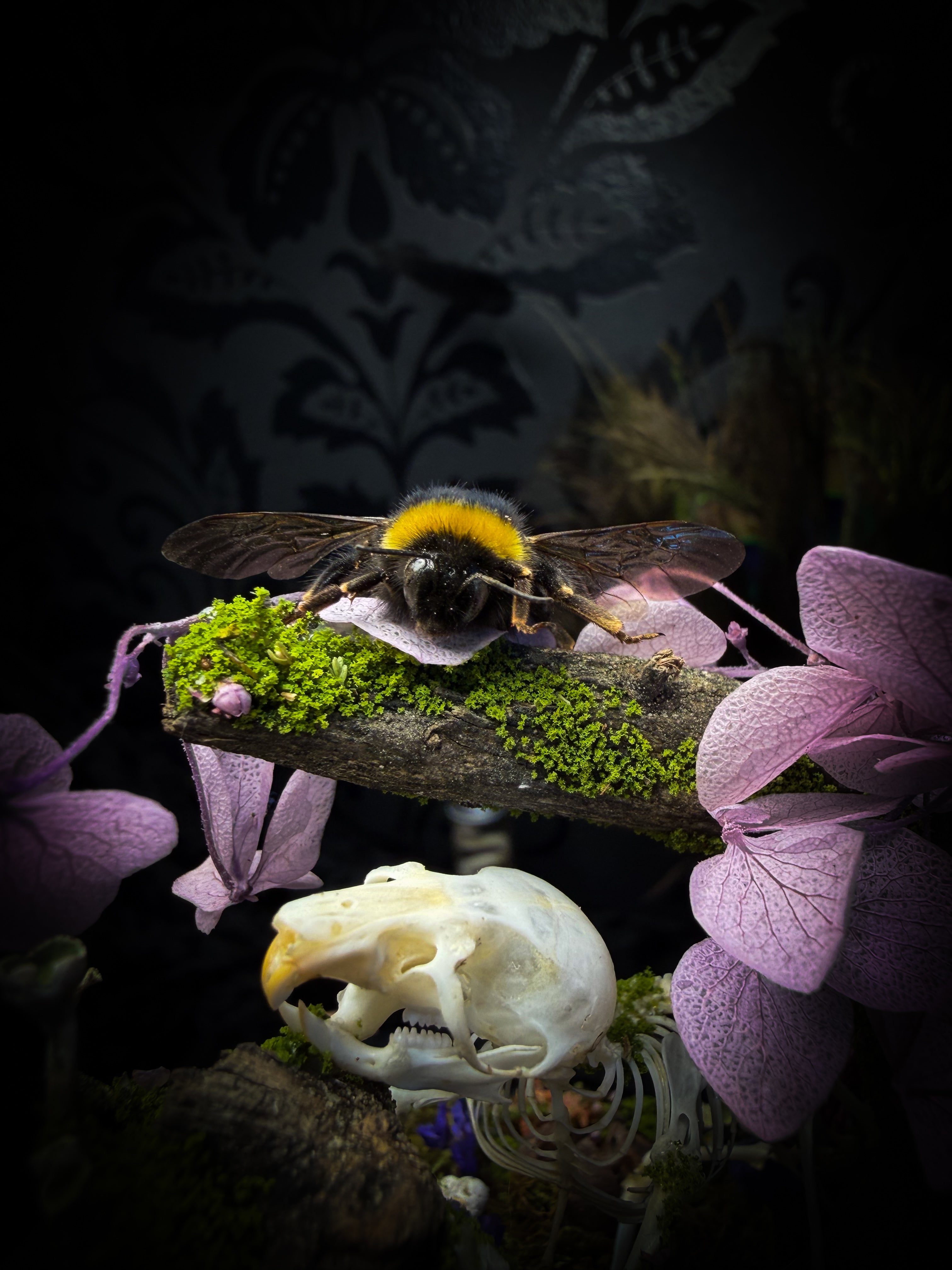 The Bumblebee's Garden | handmade whimsical glass dome with real bumblebee, mouse skeleton, moss, pine cones, mushrooms, pink violet and white dried flowers | Morbid Oddities
