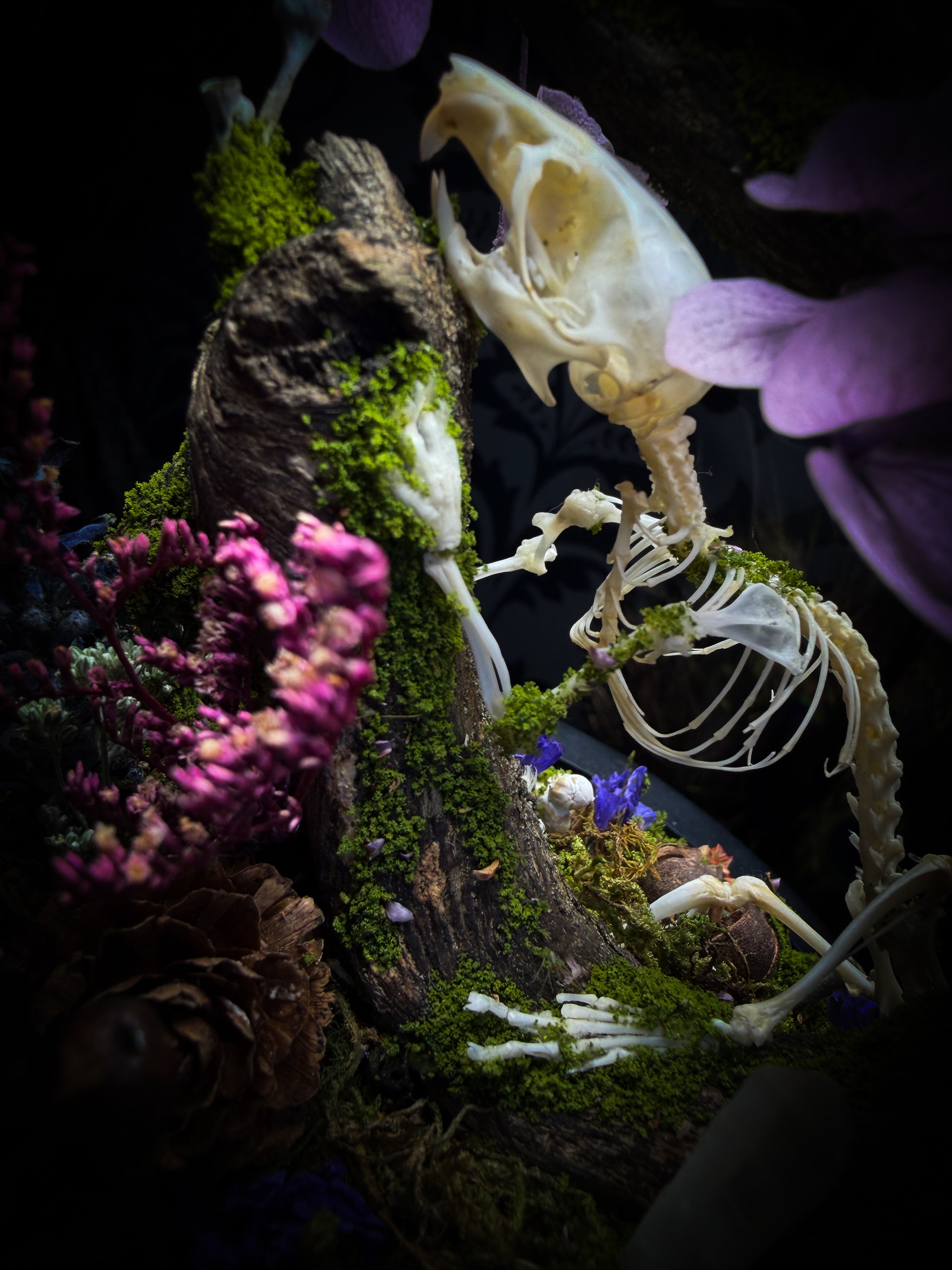 The Bumblebee's Garden | handmade whimsical glass dome with real bumblebee, mouse skeleton, moss, pine cones, mushrooms, pink violet and white dried flowers | Morbid Oddities
