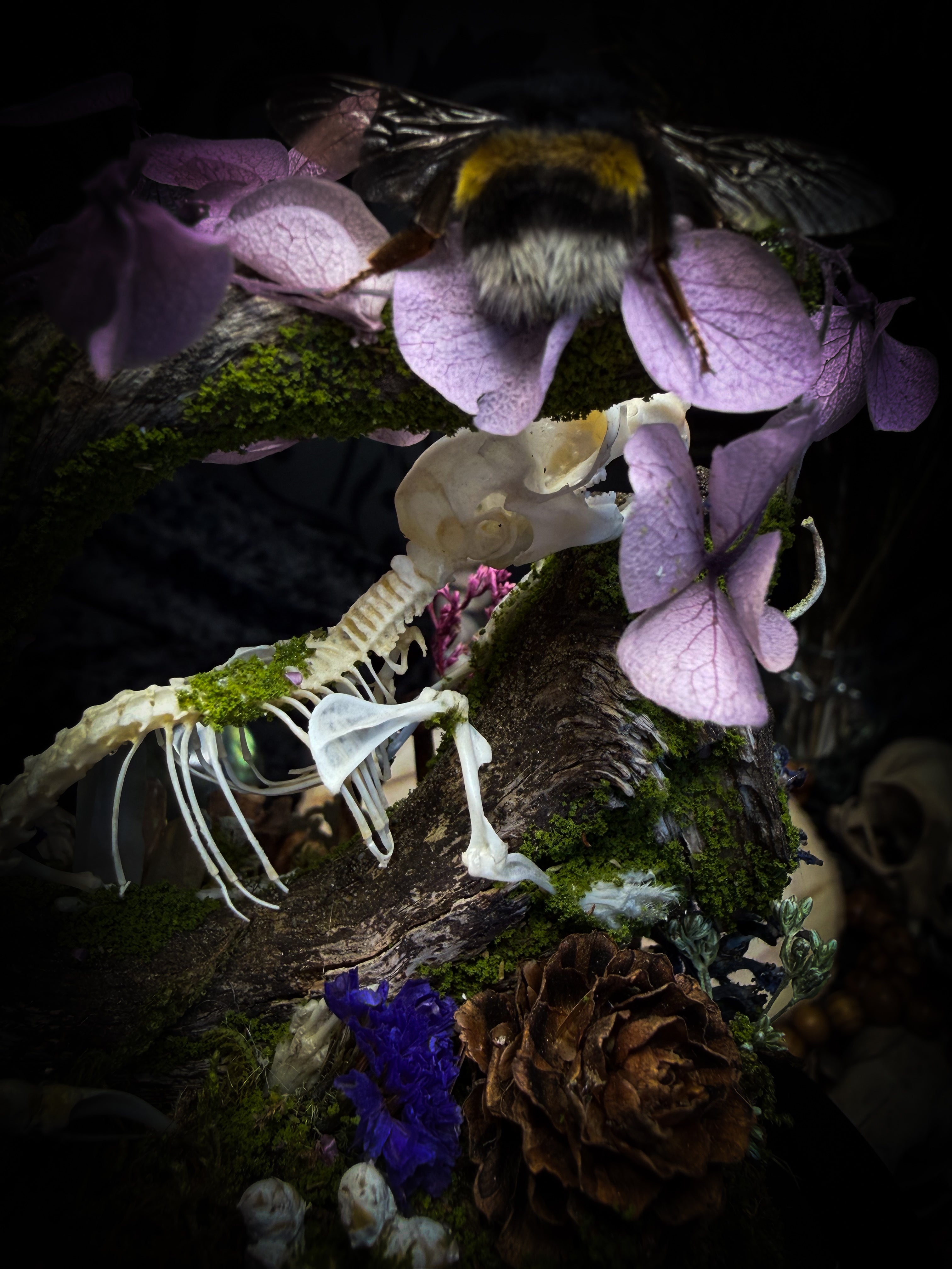 The Bumblebee's Garden | handmade whimsical glass dome with real bumblebee, mouse skeleton, moss, pine cones, mushrooms, pink violet and white dried flowers | Morbid Oddities
