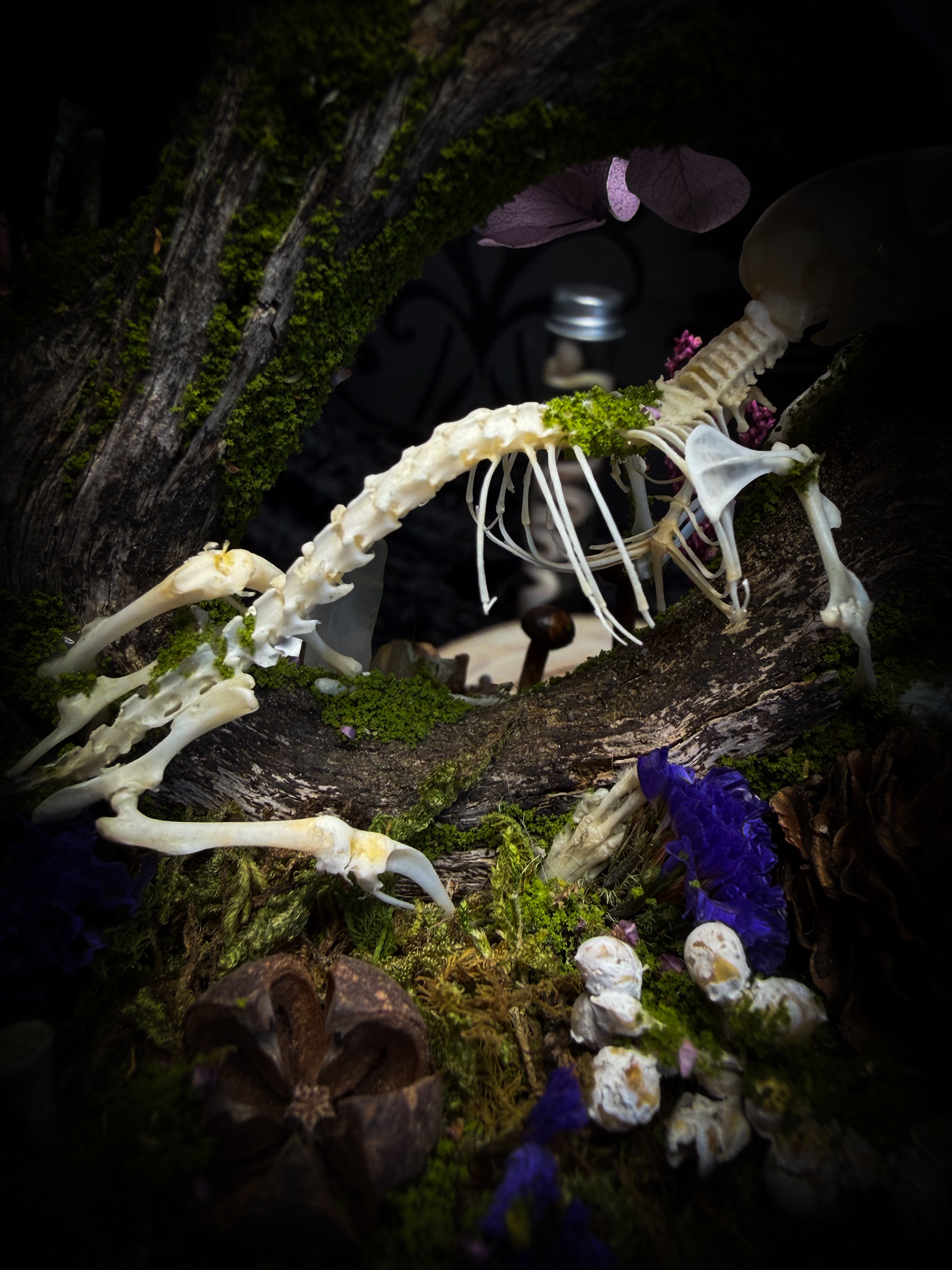 The Bumblebee's Garden | handmade whimsical glass dome with real bumblebee, mouse skeleton, moss, pine cones, mushrooms, pink violet and white dried flowers | Morbid Oddities
