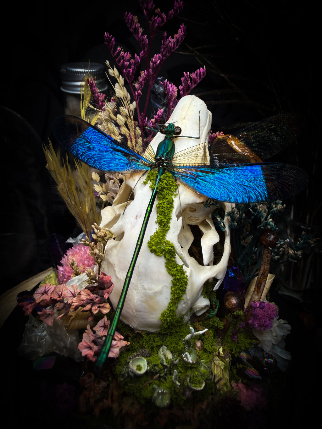Arcana Prati Silvestris | handmade woodland glass dome with real rabbit skull, Calopteryx splendens dragonfly, snake skin, moss, lichen, dried flowers, dew-drop mushrooms and wooden base | Morbid Oddities
