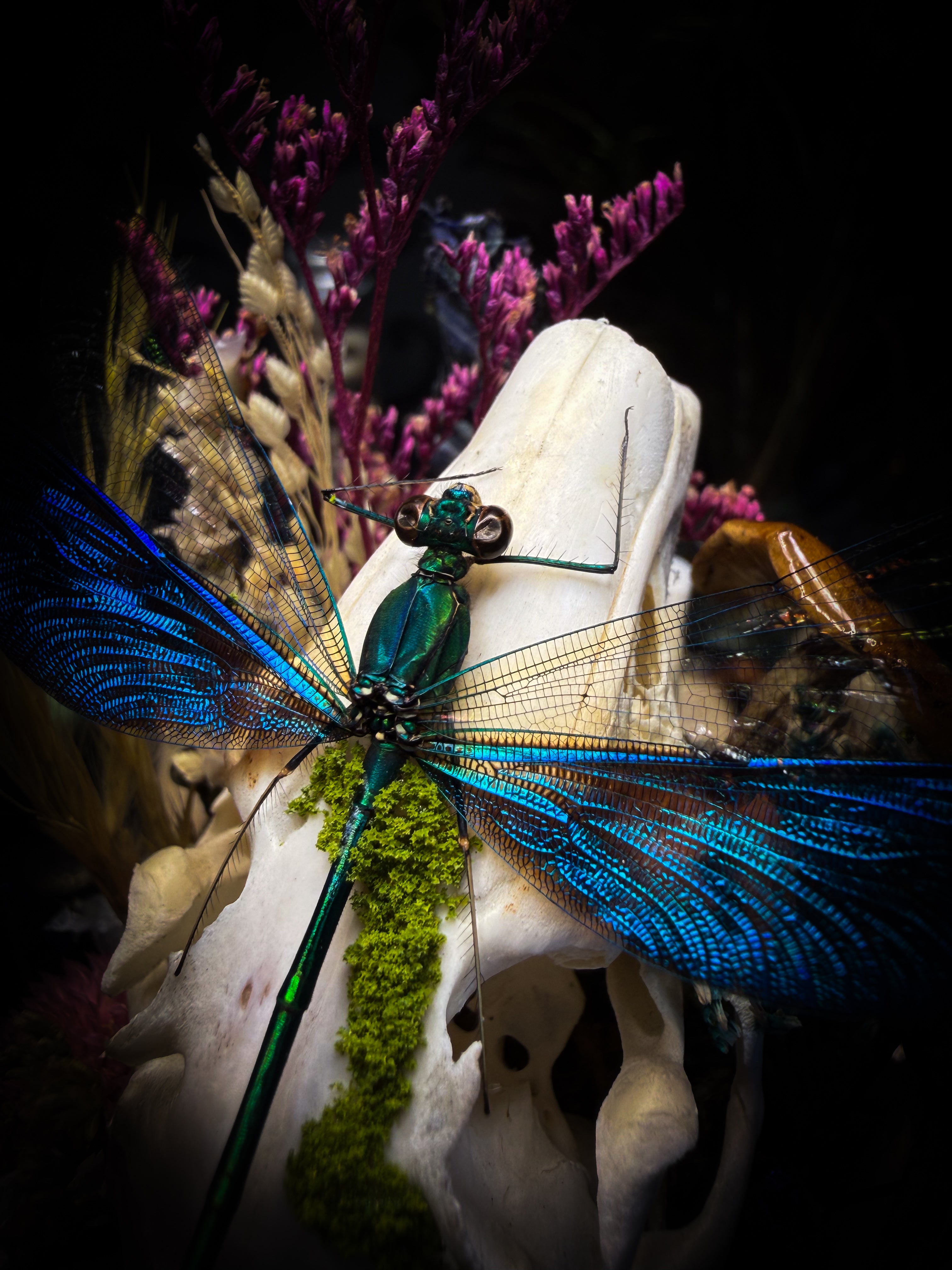 Arcana Prati Silvestris | handmade woodland glass dome with real rabbit skull, Calopteryx splendens dragonfly, snake skin, moss, lichen, dried flowers, dew-drop mushrooms and wooden base | Morbid Oddities
