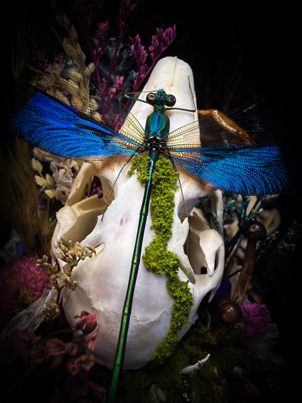 Arcana Prati Silvestris | handmade woodland glass dome with real rabbit skull, Calopteryx splendens dragonfly, snake skin, moss, lichen, dried flowers, dew-drop mushrooms and wooden base | Morbid Oddities
