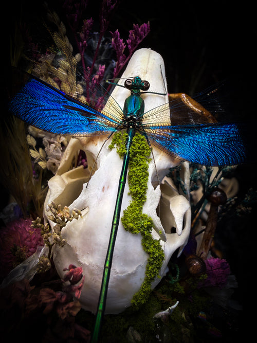 Arcana Prati Silvestris | handmade woodland glass dome with real rabbit skull, Calopteryx splendens dragonfly, snake skin, moss, lichen, dried flowers, dew-drop mushrooms and wooden base | Morbid Oddities
