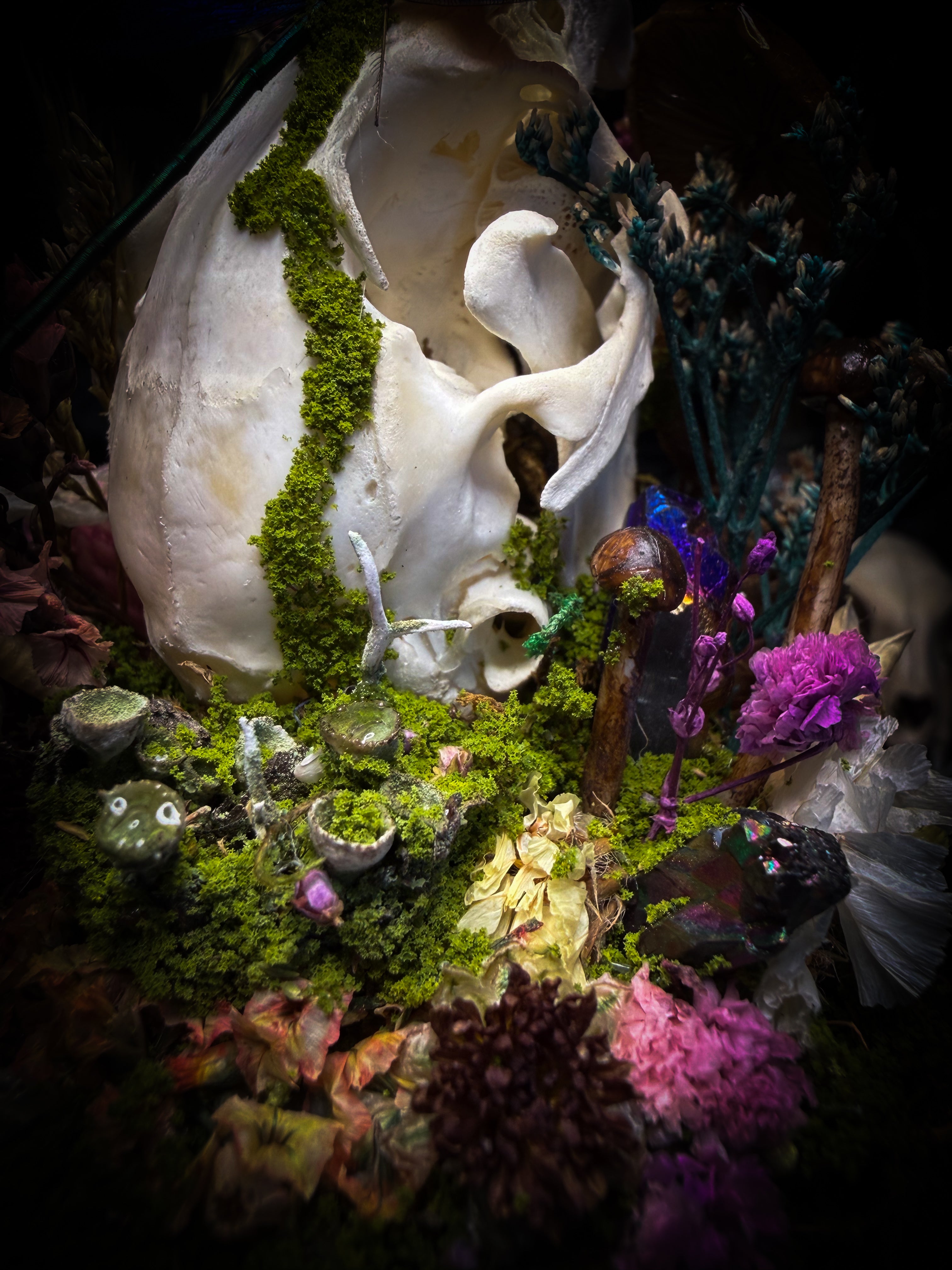 Arcana Prati Silvestris | handmade woodland glass dome with real rabbit skull, Calopteryx splendens dragonfly, snake skin, moss, lichen, dried flowers, dew-drop mushrooms and wooden base | Morbid Oddities
