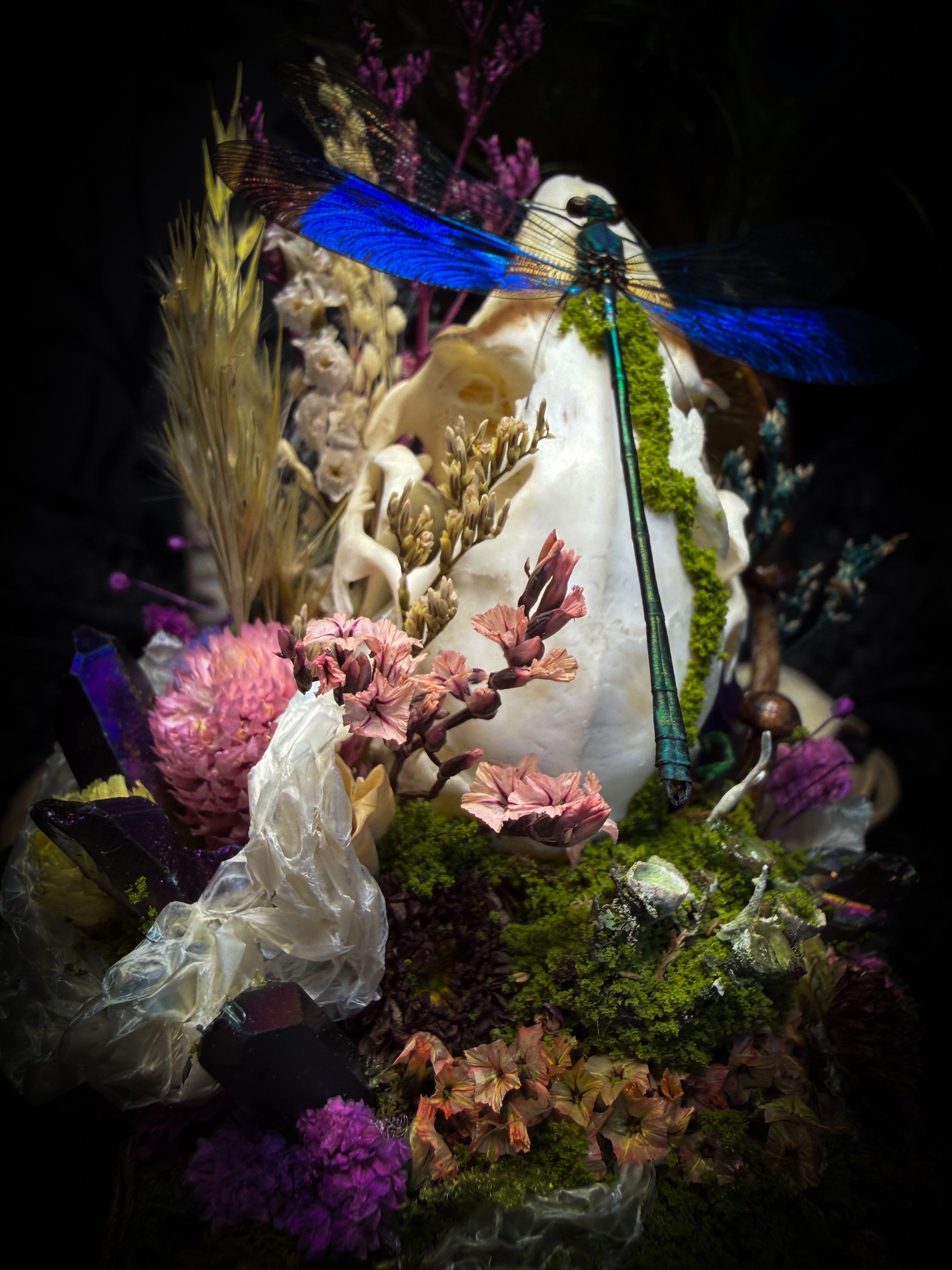 Arcana Prati Silvestris | handmade woodland glass dome with real rabbit skull, Calopteryx splendens dragonfly, snake skin, moss, lichen, dried flowers, dew-drop mushrooms and wooden base | Morbid Oddities
