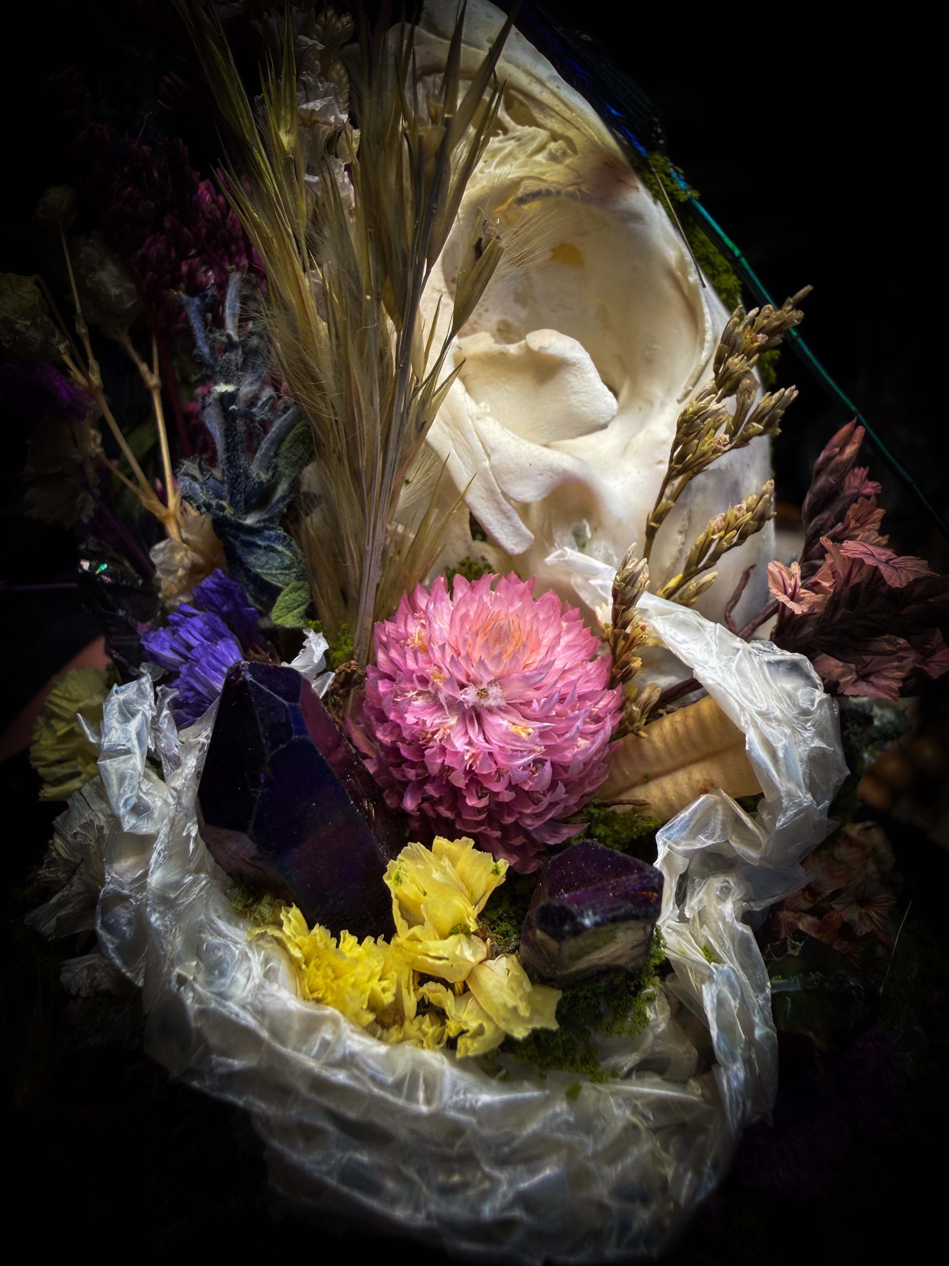 Arcana Prati Silvestris | handmade woodland glass dome with real rabbit skull, Calopteryx splendens dragonfly, snake skin, moss, lichen, dried flowers, dew-drop mushrooms and wooden base | Morbid Oddities
