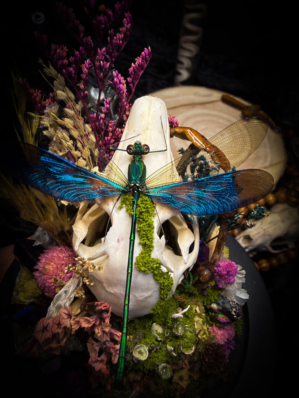 Arcana Prati Silvestris | handmade woodland glass dome with real rabbit skull, Calopteryx splendens dragonfly, snake skin, moss, lichen, dried flowers, dew-drop mushrooms and wooden base | Morbid Oddities
