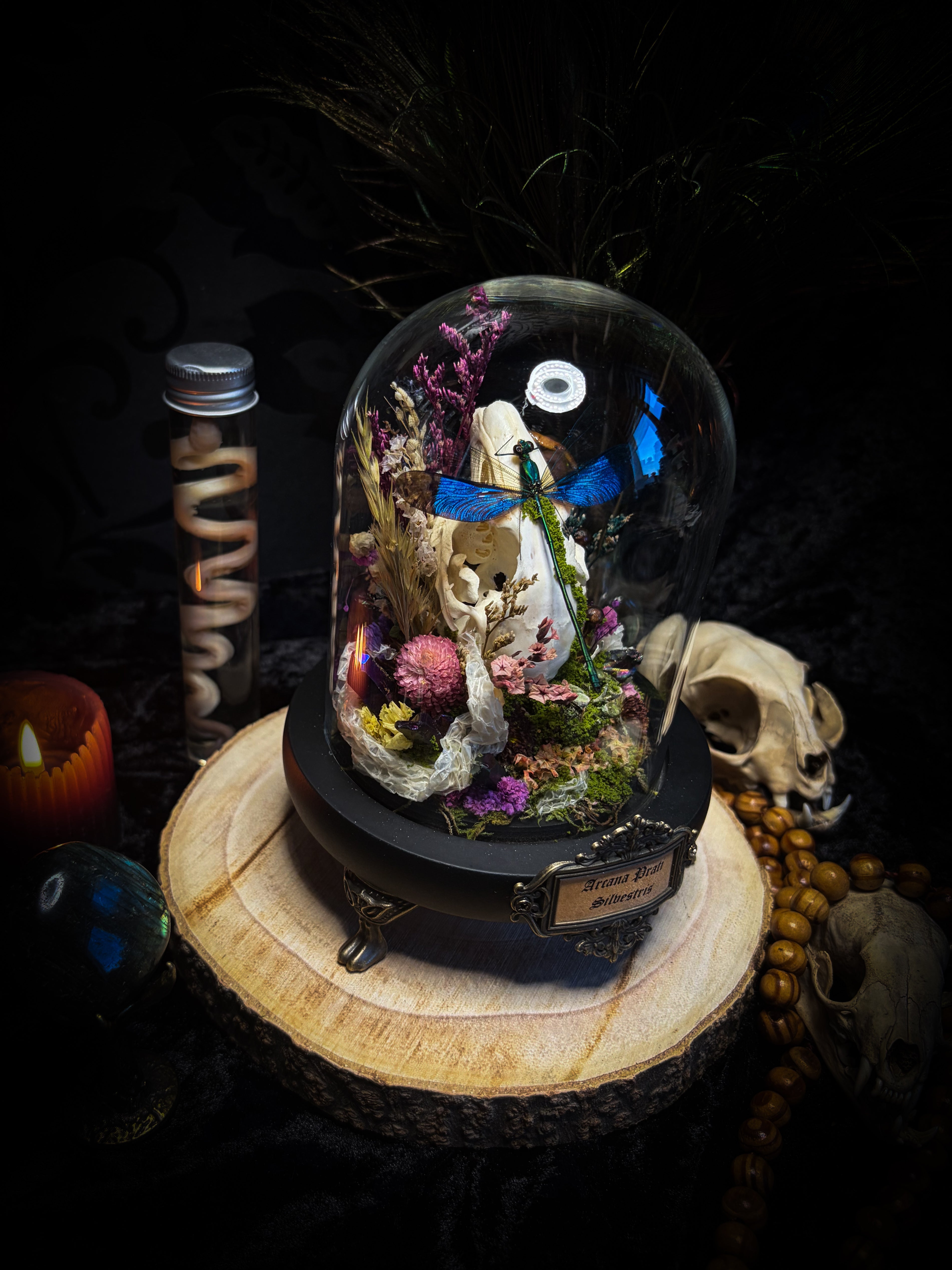 Arcana Prati Silvestris | handmade woodland glass dome with real rabbit skull, Calopteryx splendens dragonfly, snake skin, moss, lichen, dried flowers, dew-drop mushrooms and wooden base | Morbid Oddities
