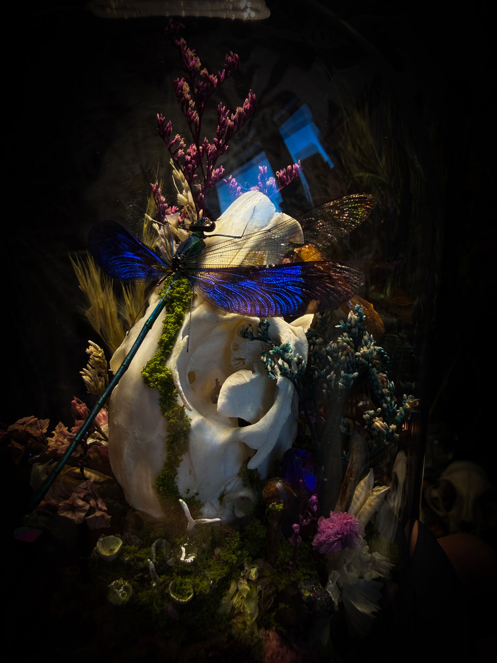Arcana Prati Silvestris | handmade woodland glass dome with real rabbit skull, Calopteryx splendens dragonfly, snake skin, moss, lichen, dried flowers, dew-drop mushrooms and wooden base | Morbid Oddities
