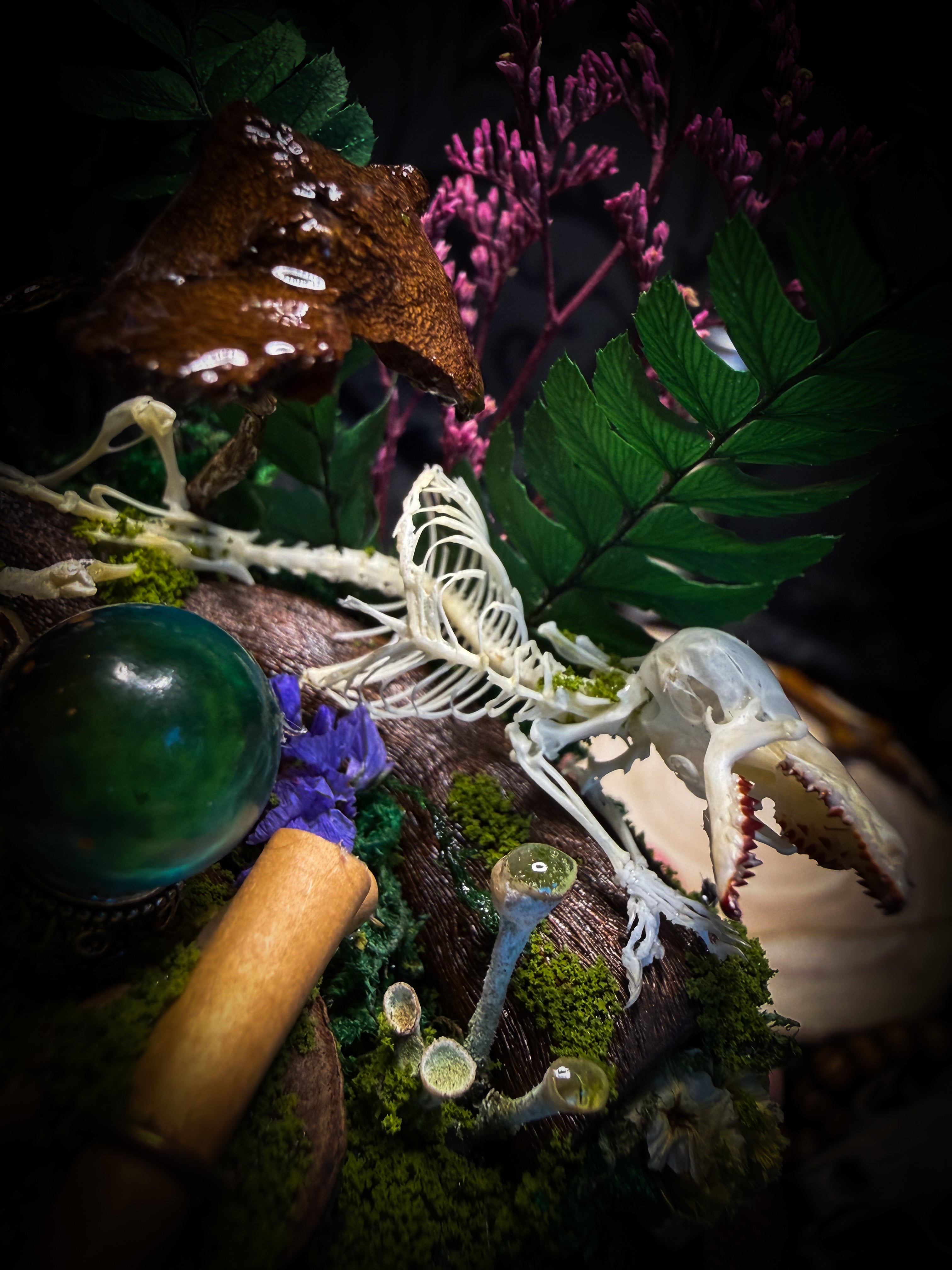 Ad Semitam Magicam | handmade woodland glass dome with real shrew skeleton with burgundy-stained teeth, magical scroll, crystal ball, moss, lichen, dried flowers, resin mushrooms and fern on hand-painted wooden base | Morbid Oddities
