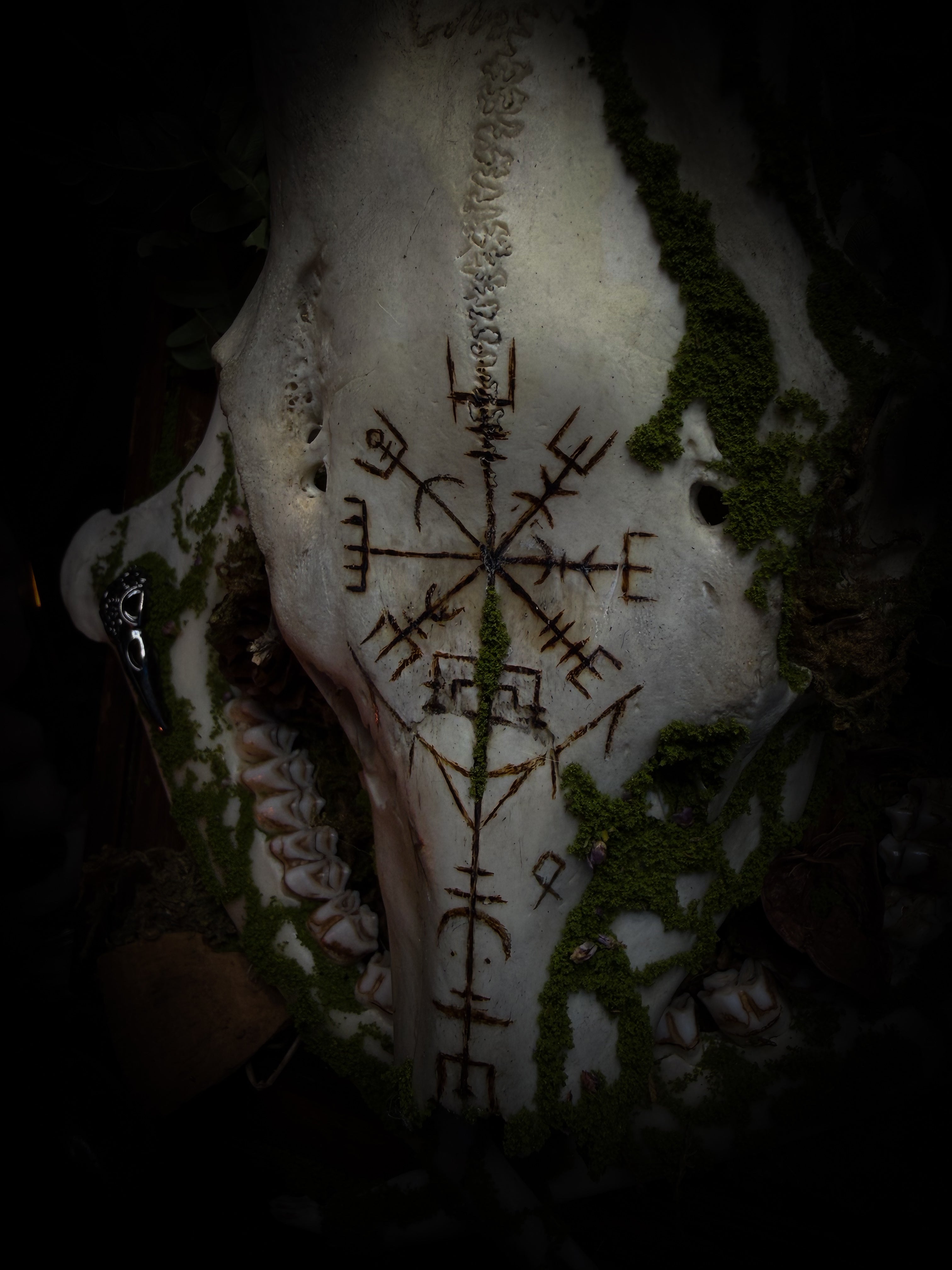 Vegvísir | handmade roe deer skull relic with pyrography — Vegvísir runic compass and Nordic runes, moss, ferns, mushrooms and raven motifs on wooden frame | Morbid Oddities
