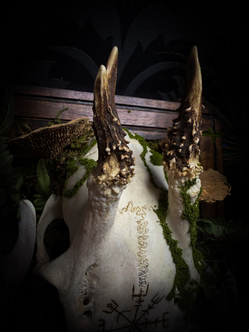Vegvísir | handmade roe deer skull relic with pyrography — Vegvísir runic compass and Nordic runes, moss, ferns, mushrooms and raven motifs on wooden frame | Morbid Oddities
