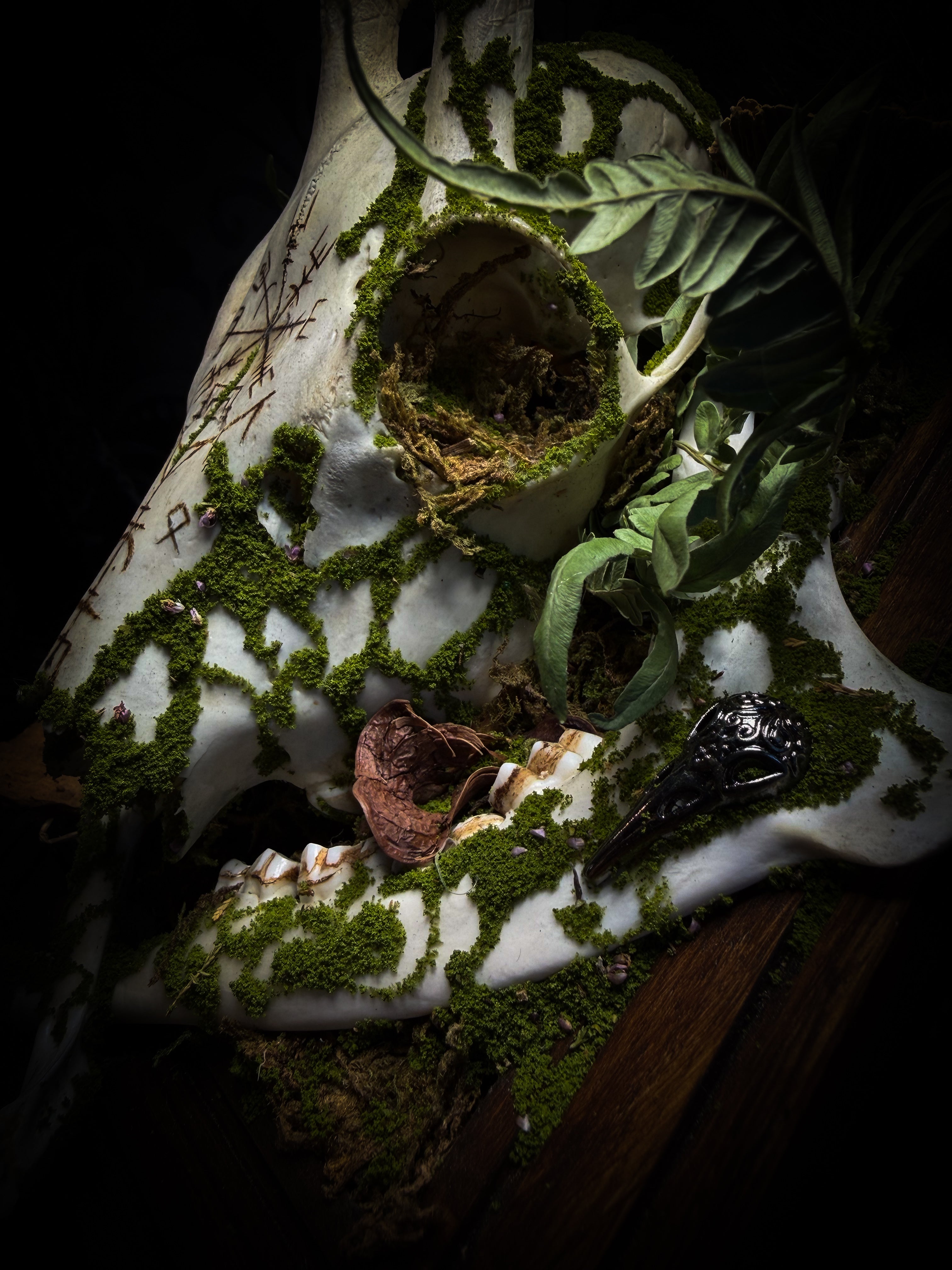 Vegvísir | handmade roe deer skull relic with pyrography — Vegvísir runic compass and Nordic runes, moss, ferns, mushrooms and raven motifs on wooden frame | Morbid Oddities

