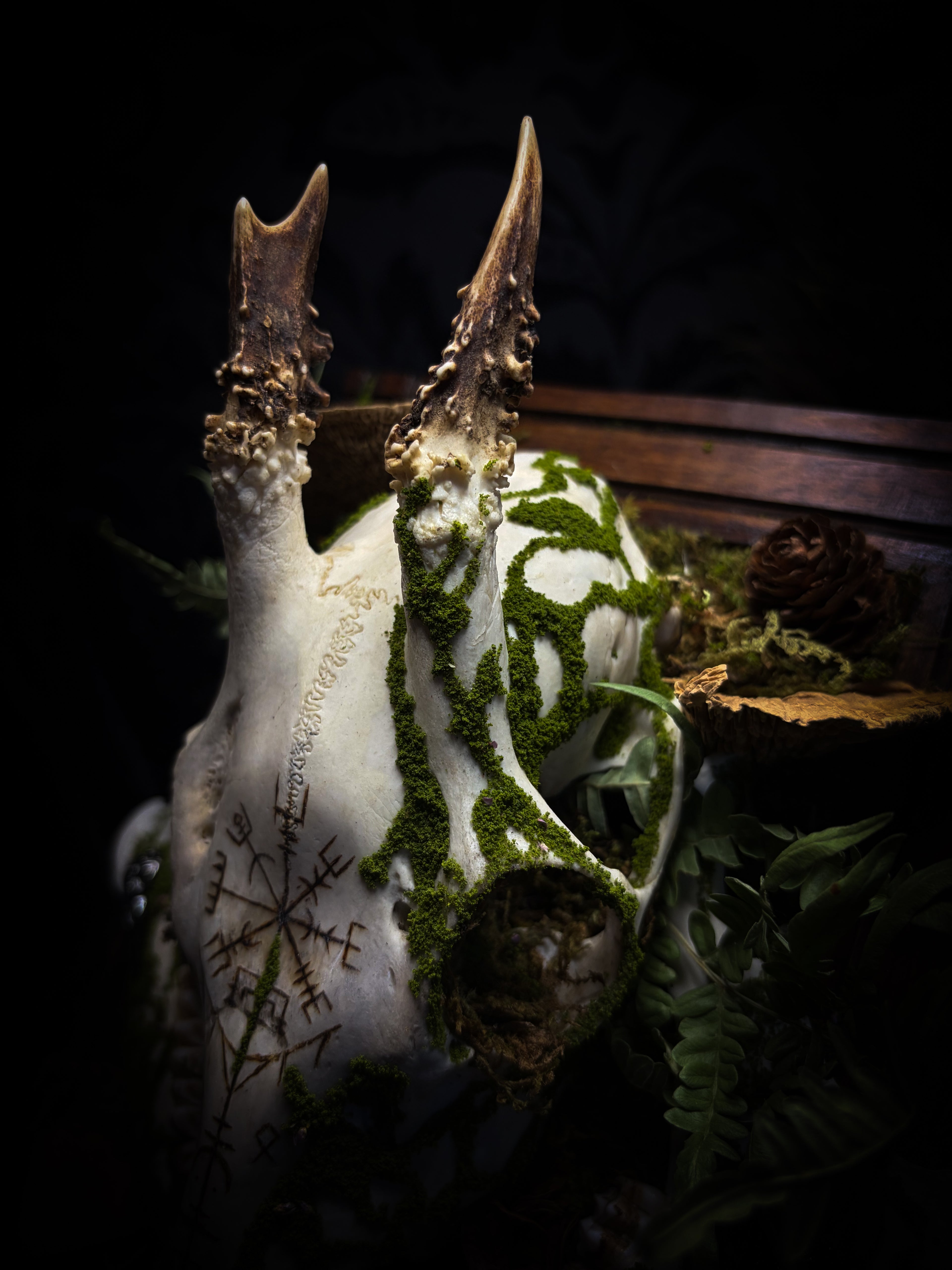 Vegvísir | handmade roe deer skull relic with pyrography — Vegvísir runic compass and Nordic runes, moss, ferns, mushrooms and raven motifs on wooden frame | Morbid Oddities
