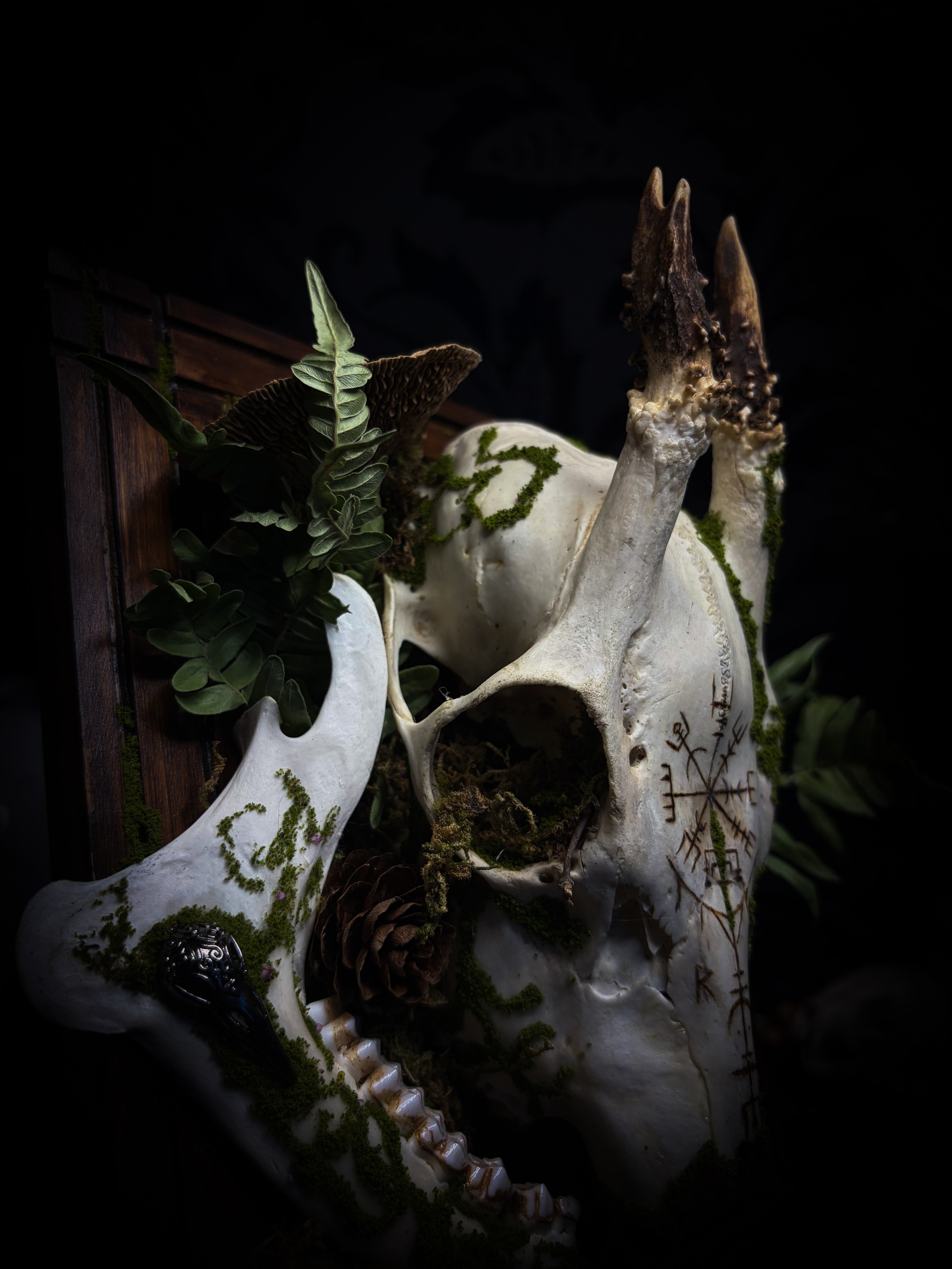 Vegvísir | handmade roe deer skull relic with pyrography — Vegvísir runic compass and Nordic runes, moss, ferns, mushrooms and raven motifs on wooden frame | Morbid Oddities
