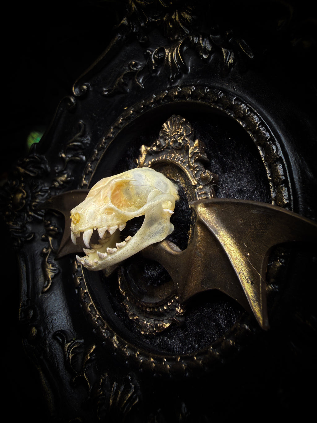 The Night Sovereign | handmade gothic relic with hand-cast painted bat skull, gold wings, gold chain and black velvet on ornate black frame | Morbid Oddities
