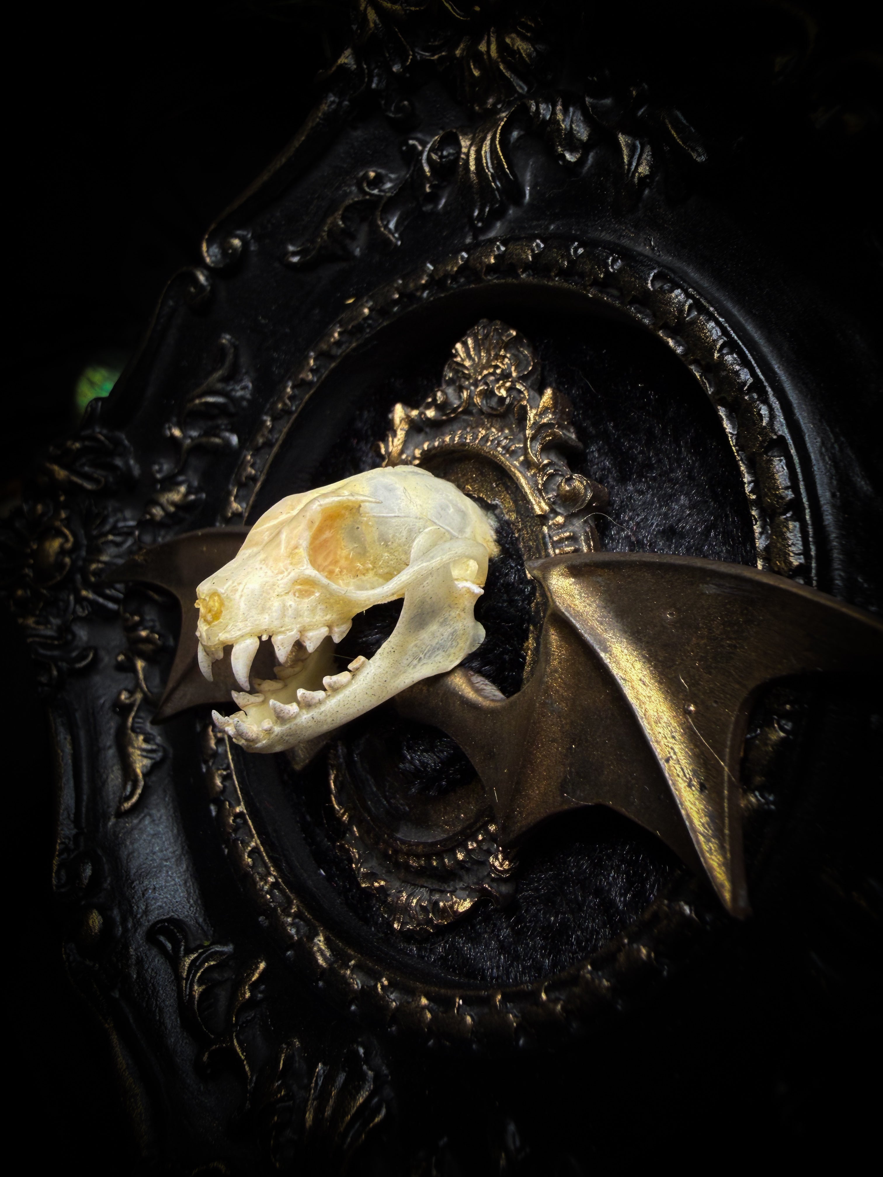 The Night Sovereign | handmade gothic relic with hand-cast painted bat skull, gold wings, gold chain and black velvet on ornate black frame | Morbid Oddities
