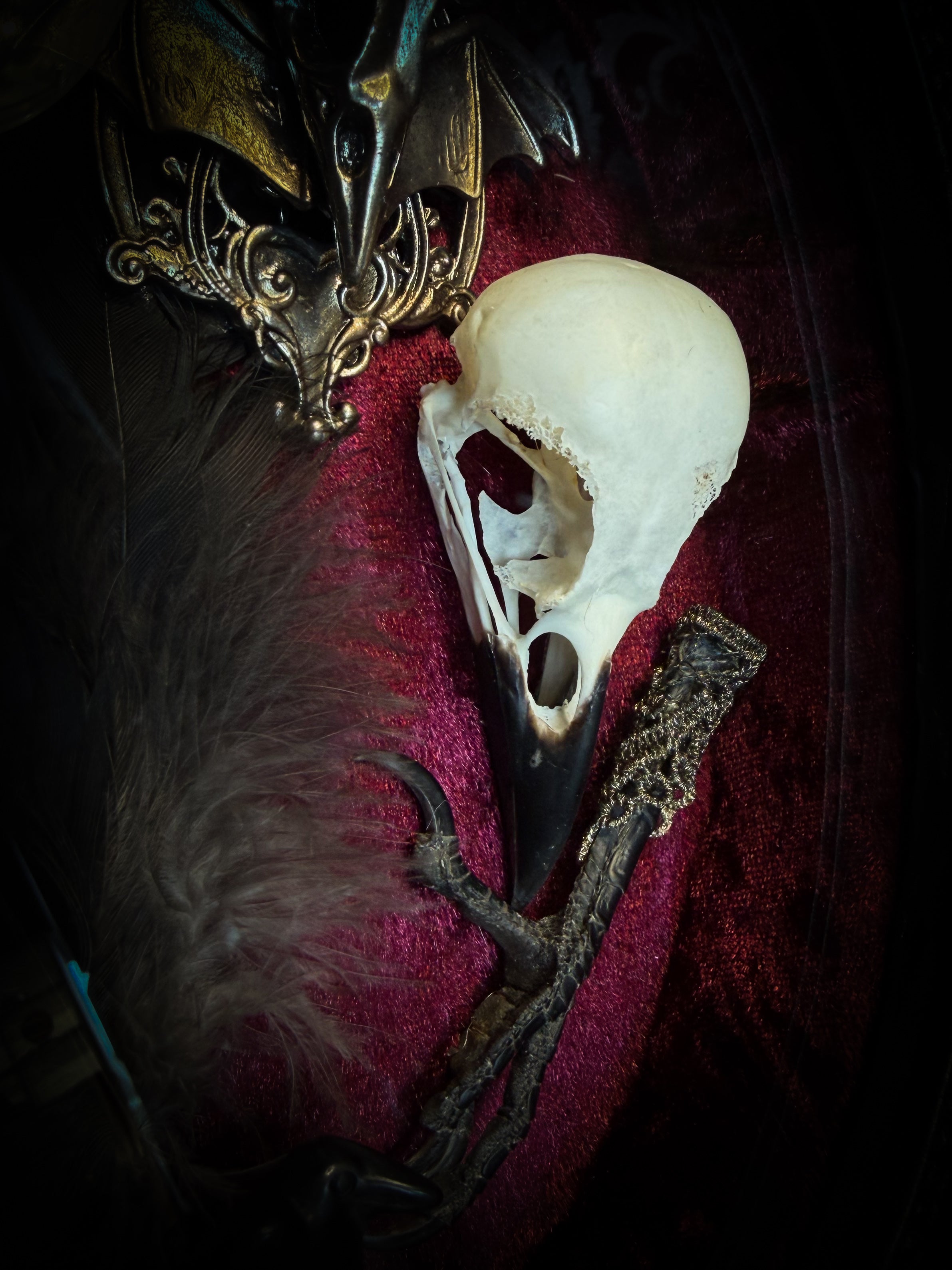 Corvus Rex | handmade gothic shadowbox with real crow skull, raven feathers, obsidian crow figurine, miniature skulls, crow foot, hand-cast painted baroque frame, hand-cut glass and burgundy velvet | Morbid Oddities
