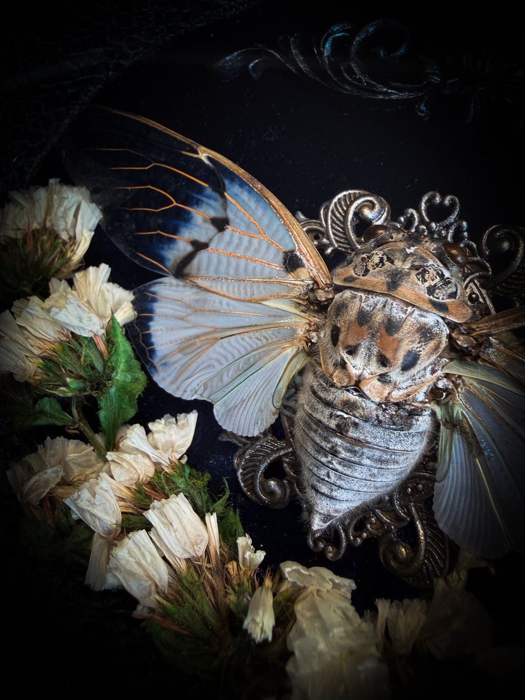 Lacrimosa | handmade gothic shadowbox with real preserved Ghost Cicada Ayuthia spectabile, silver lace cross ornament, dried white flowers, deep navy velvet, hand-carved hand-painted baroque frame and glass front | Morbid Oddities