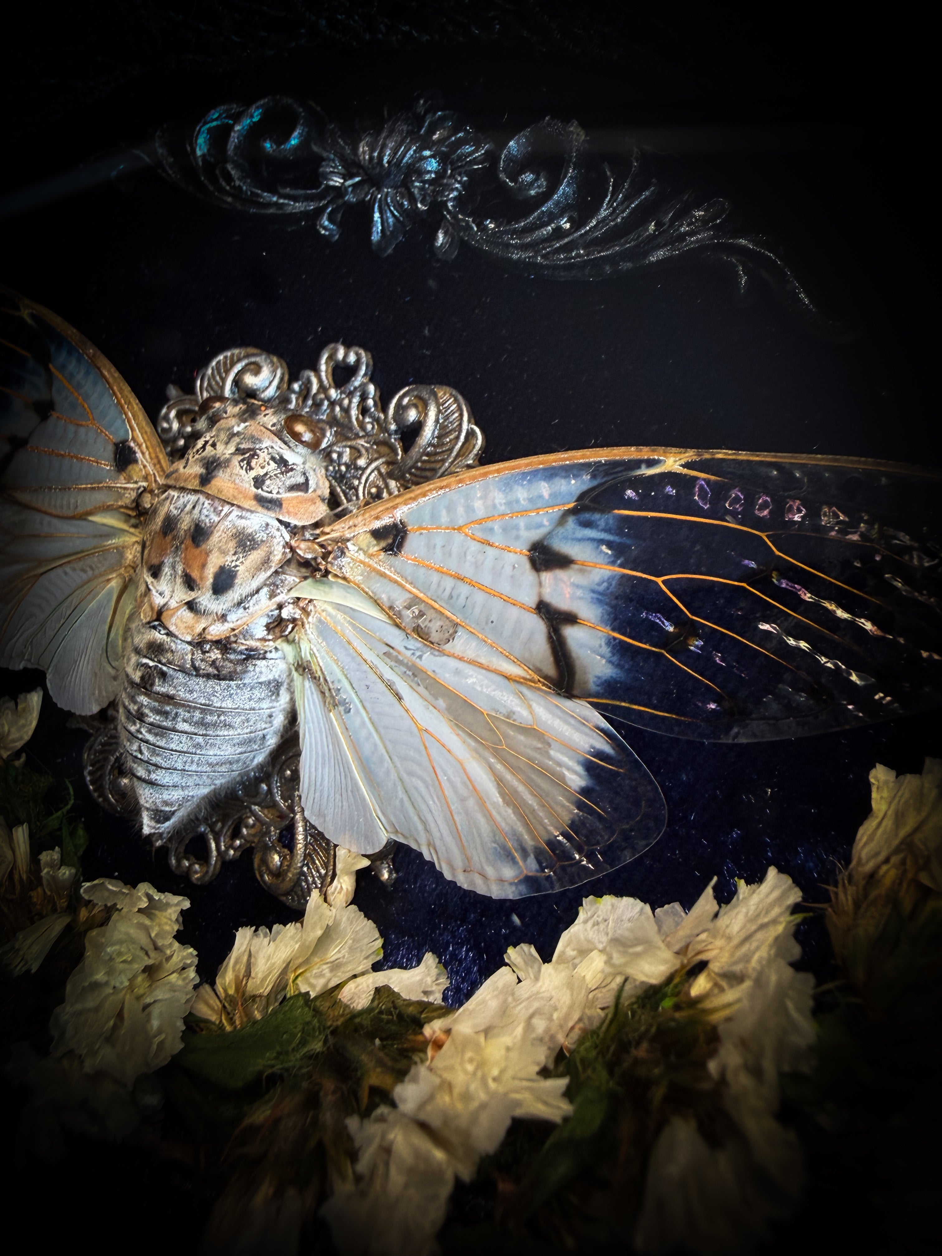 Lacrimosa | handmade gothic shadowbox with real preserved Ghost Cicada Ayuthia spectabile, silver lace cross ornament, dried white flowers, deep navy velvet, hand-carved hand-painted baroque frame and glass front | Morbid Oddities
