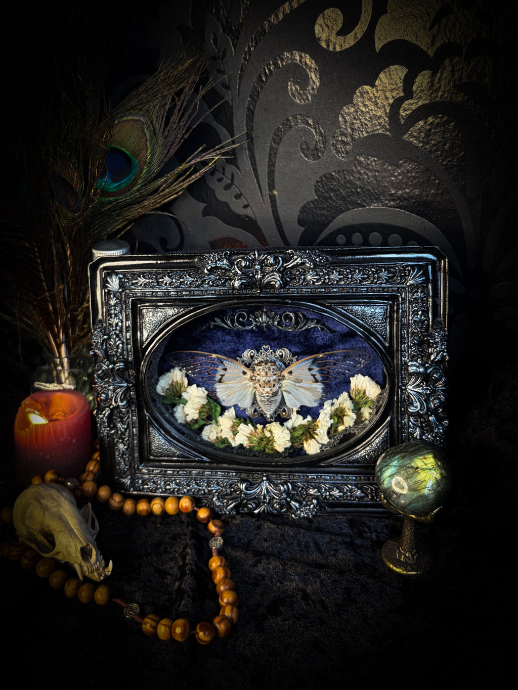 Lacrimosa | handmade gothic shadowbox with real preserved Ghost Cicada Ayuthia spectabile, silver lace cross ornament, dried white flowers, deep navy velvet, hand-carved hand-painted baroque frame and glass front | Morbid Oddities