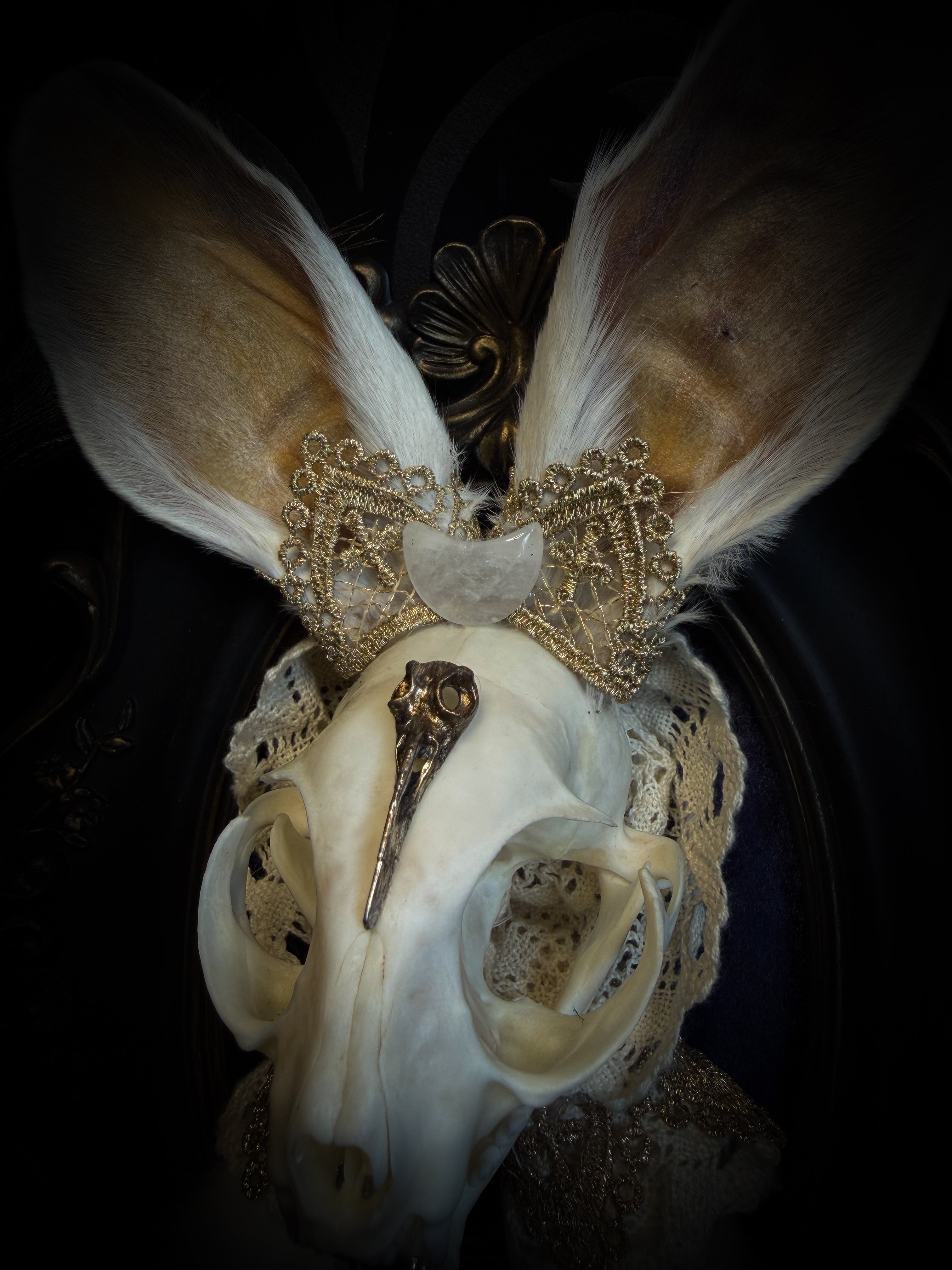 Christ Superstar | handmade Bunny Kitten puppet frame with real cat skull, albino rabbit ears and feet, golden Sacred Heart with thorns, white and gold lace, cross, white quartz moon, raven and deep navy gathered velvet in hand-cast painted baroque frame | Morbid Oddities
