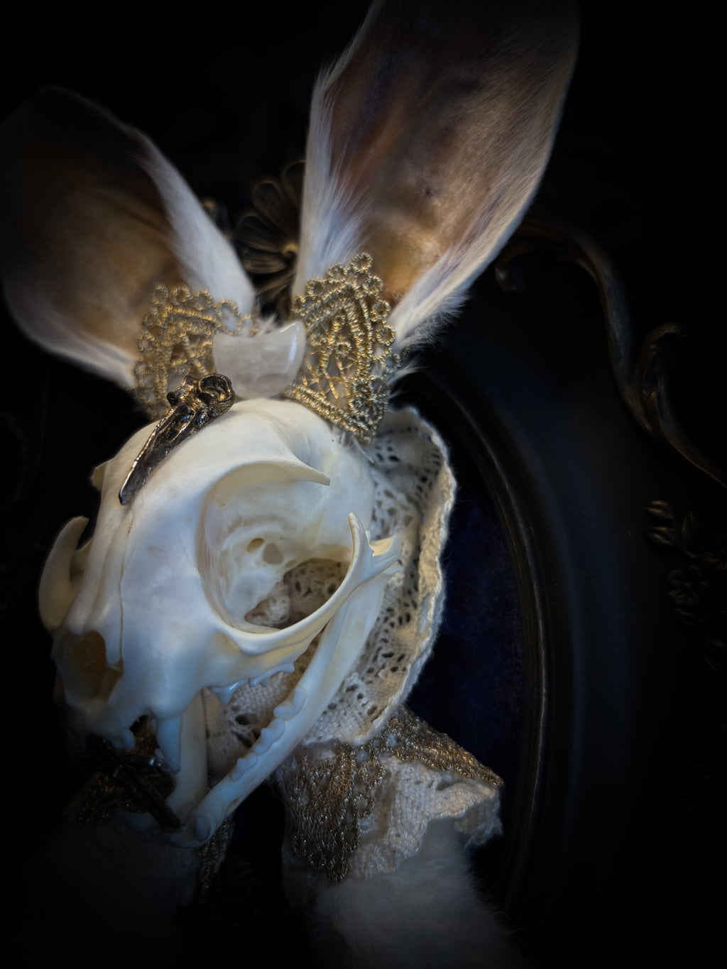 Christ Superstar | handmade Bunny Kitten puppet frame with real cat skull, albino rabbit ears and feet, golden Sacred Heart with thorns, white and gold lace, cross, white quartz moon, raven and deep navy gathered velvet in hand-cast painted baroque frame | Morbid Oddities
