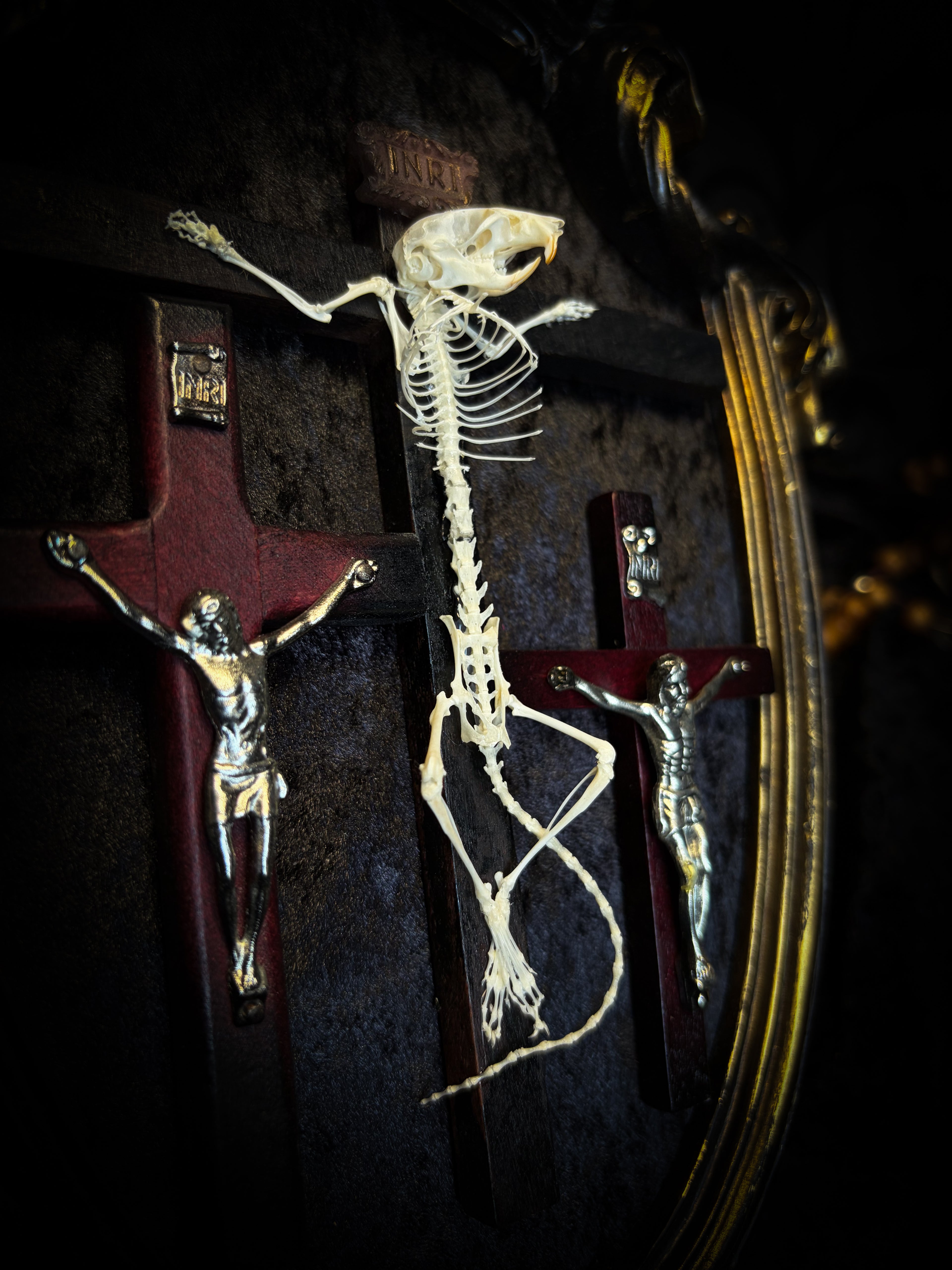 Golgotha | handmade occult relic with real mouse skeleton on three crosses with INRI inscription, cast and painted black and gold frame, black velvet backing | Morbid Oddities
