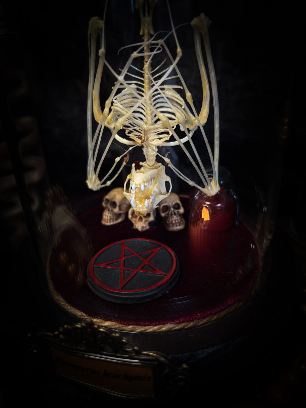 Handmade gothic glass dome with preserved bat skeleton, miniature skulls, red pentagram and occult elements — Curiosa | Occult by Morbid Oddities