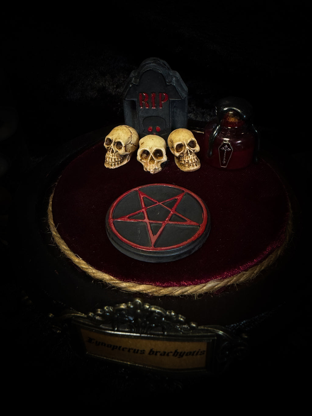 Handmade gothic glass dome with preserved bat skeleton, miniature skulls, red pentagram and occult elements — Curiosa | Occult by Morbid Oddities