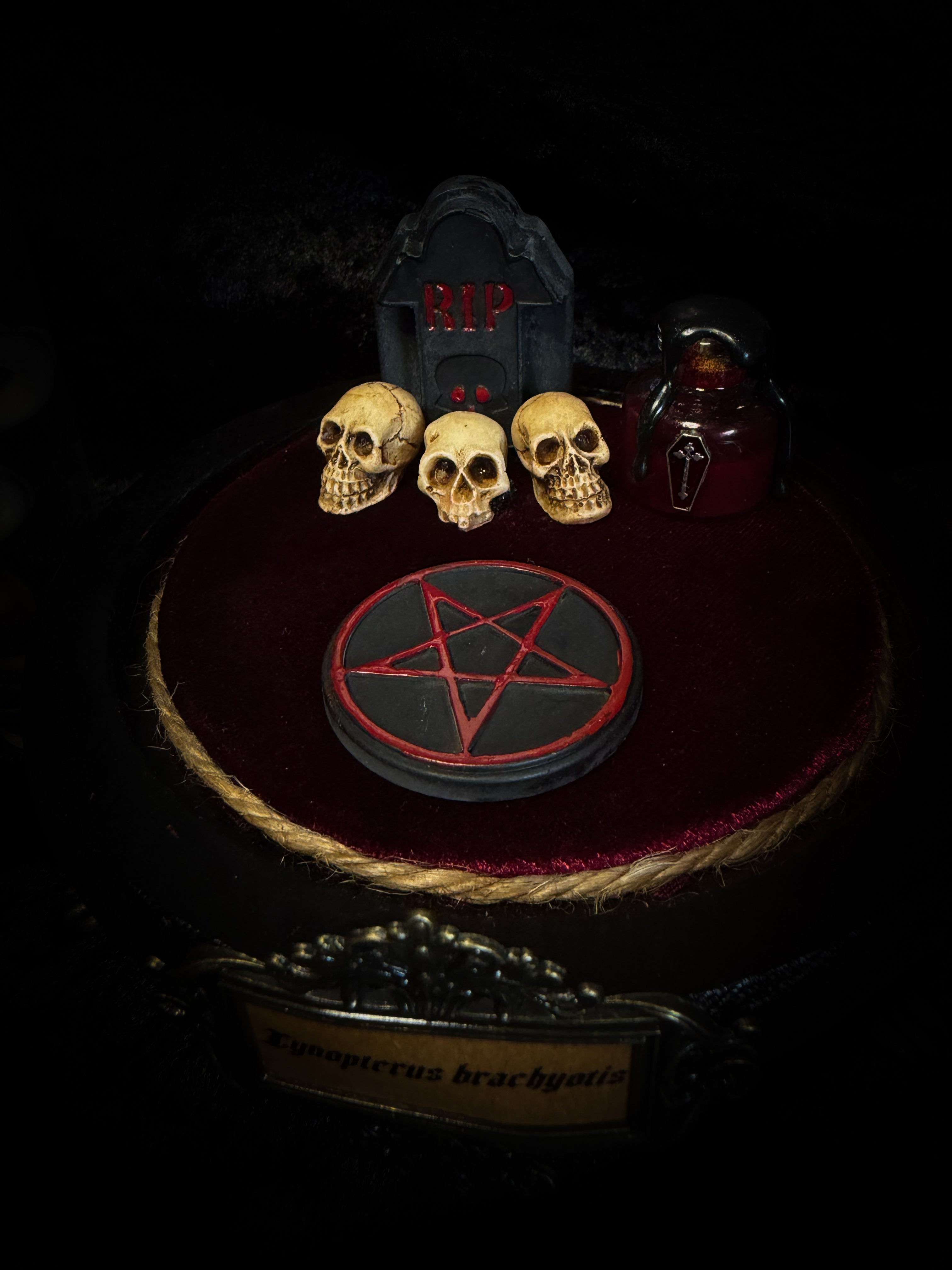 Handmade gothic glass dome with preserved bat skeleton, miniature skulls, red pentagram and occult elements — Curiosa | Occult by Morbid Oddities