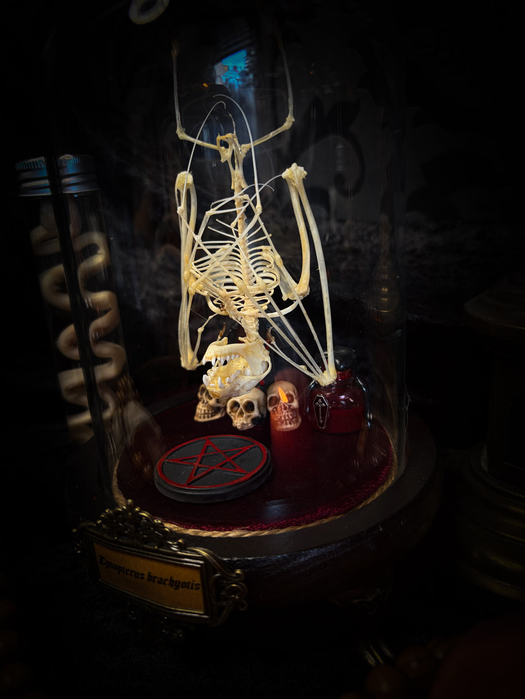 Handmade gothic glass dome with preserved bat skeleton, miniature skulls, red pentagram and occult elements — Curiosa | Occult by Morbid Oddities