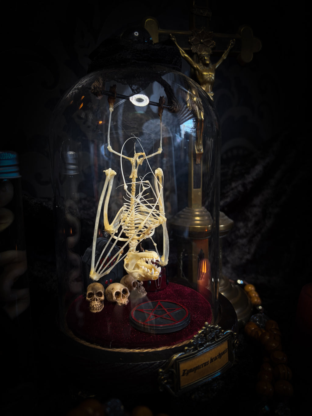 Handmade gothic glass dome with preserved bat skeleton, miniature skulls, red pentagram and occult elements — Curiosa | Occult by Morbid Oddities