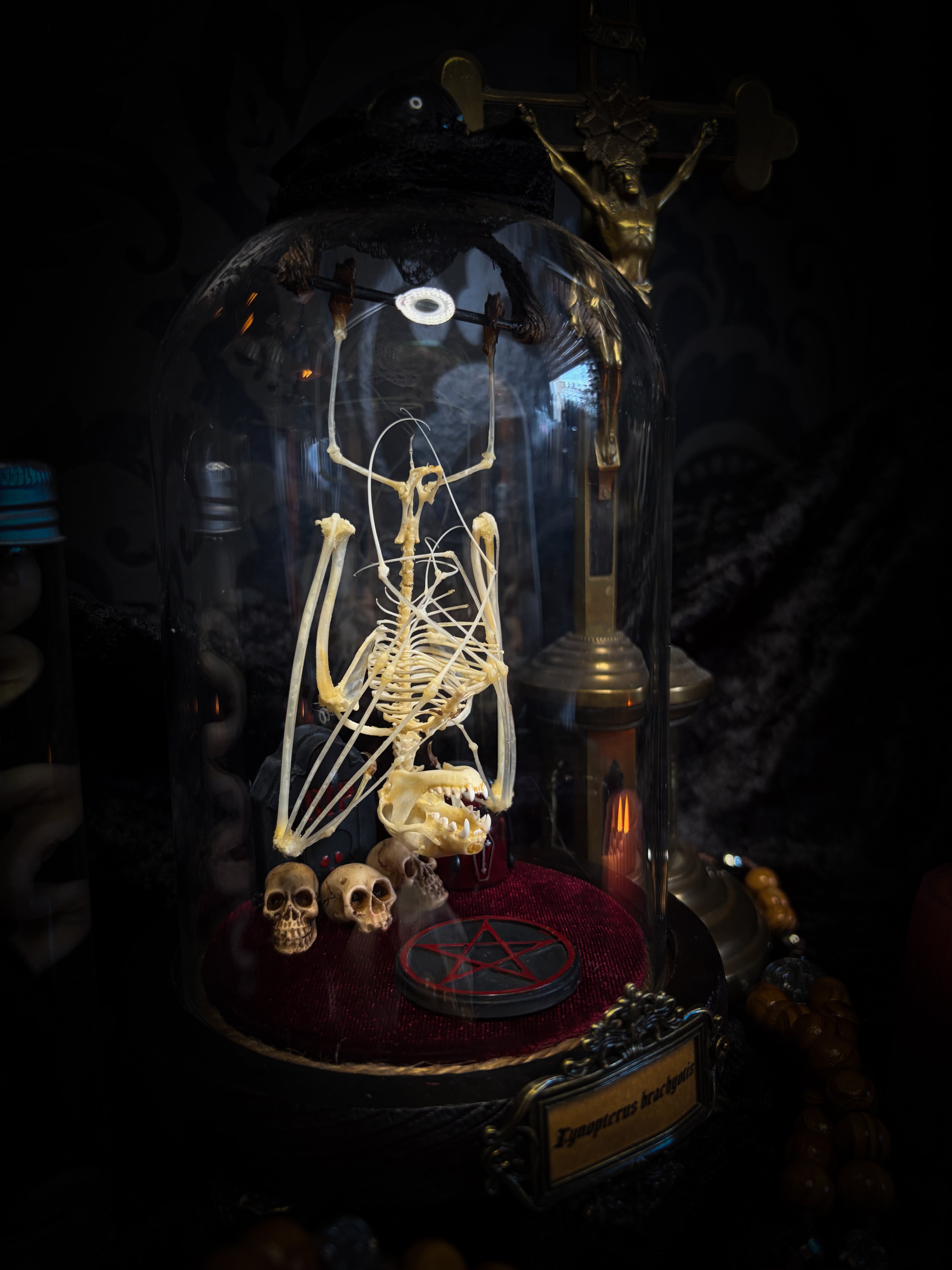 Handmade gothic glass dome with preserved bat skeleton, miniature skulls, red pentagram and occult elements — Curiosa | Occult by Morbid Oddities