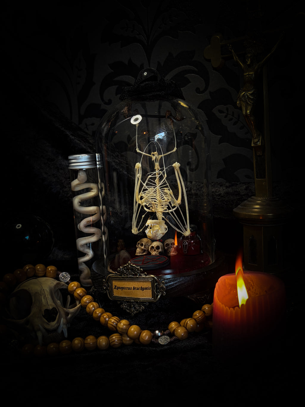 Handmade gothic glass dome with preserved bat skeleton, miniature skulls, red pentagram and occult elements — Curiosa | Occult by Morbid Oddities