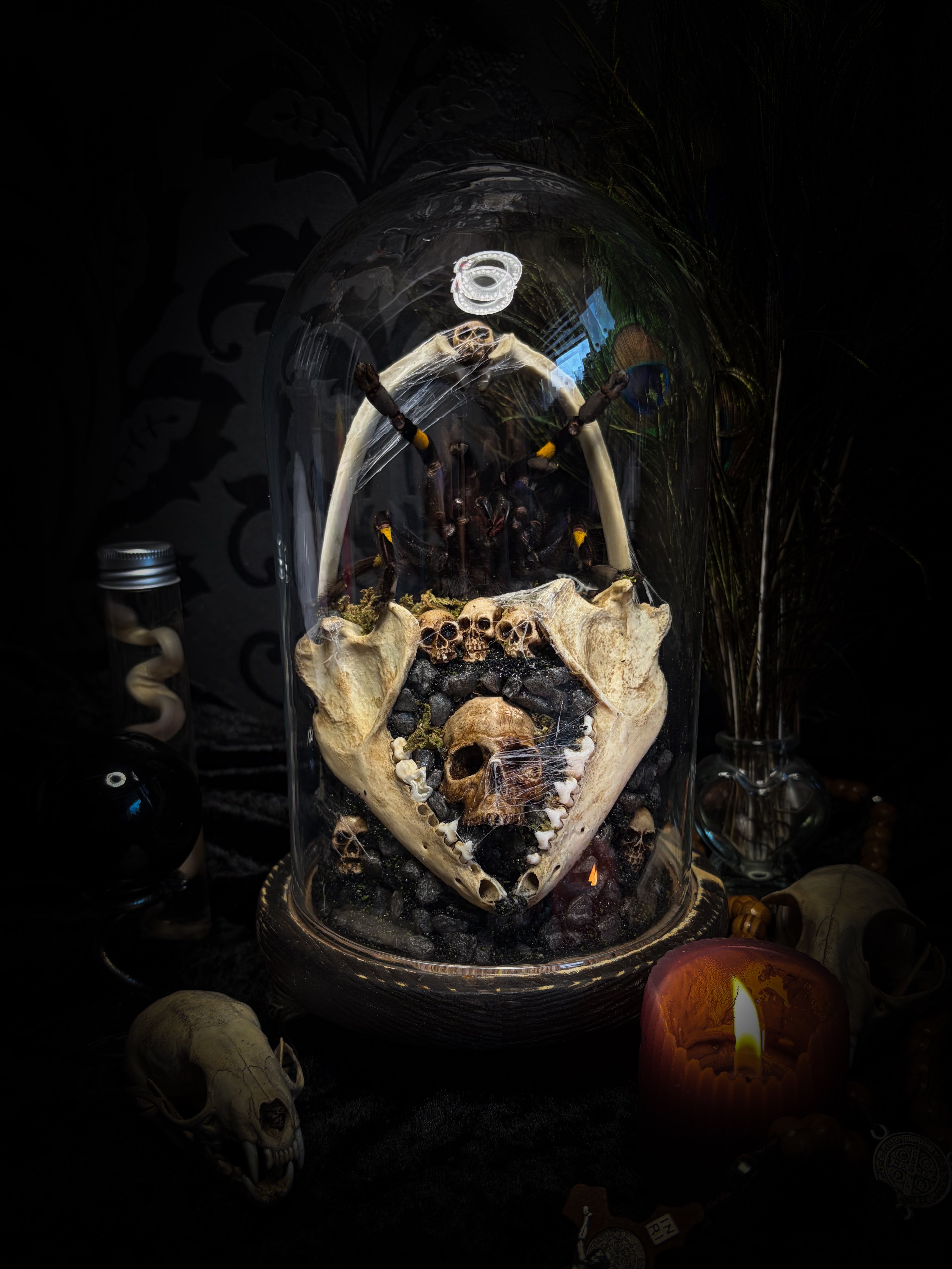 Vashti — handmade glass dome with real Poecilotheria metallica tarantula, deer rib arch, ornamented skulls and cobweb by Morbid Oddities
