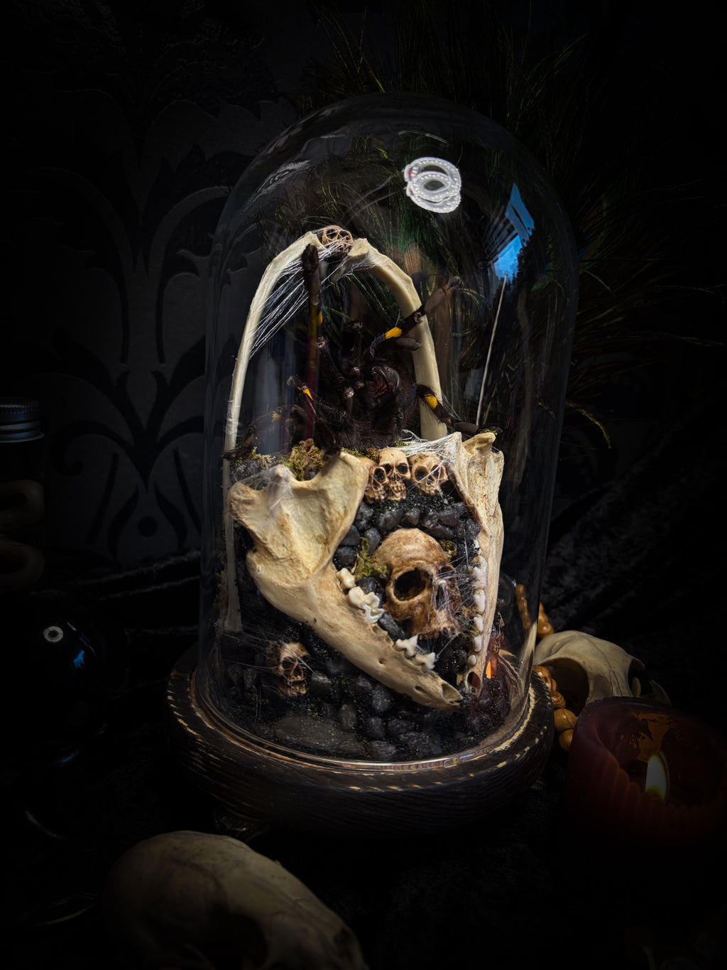 Vashti — handmade glass dome with real Poecilotheria metallica tarantula, deer rib arch, ornamented skulls and cobweb by Morbid Oddities