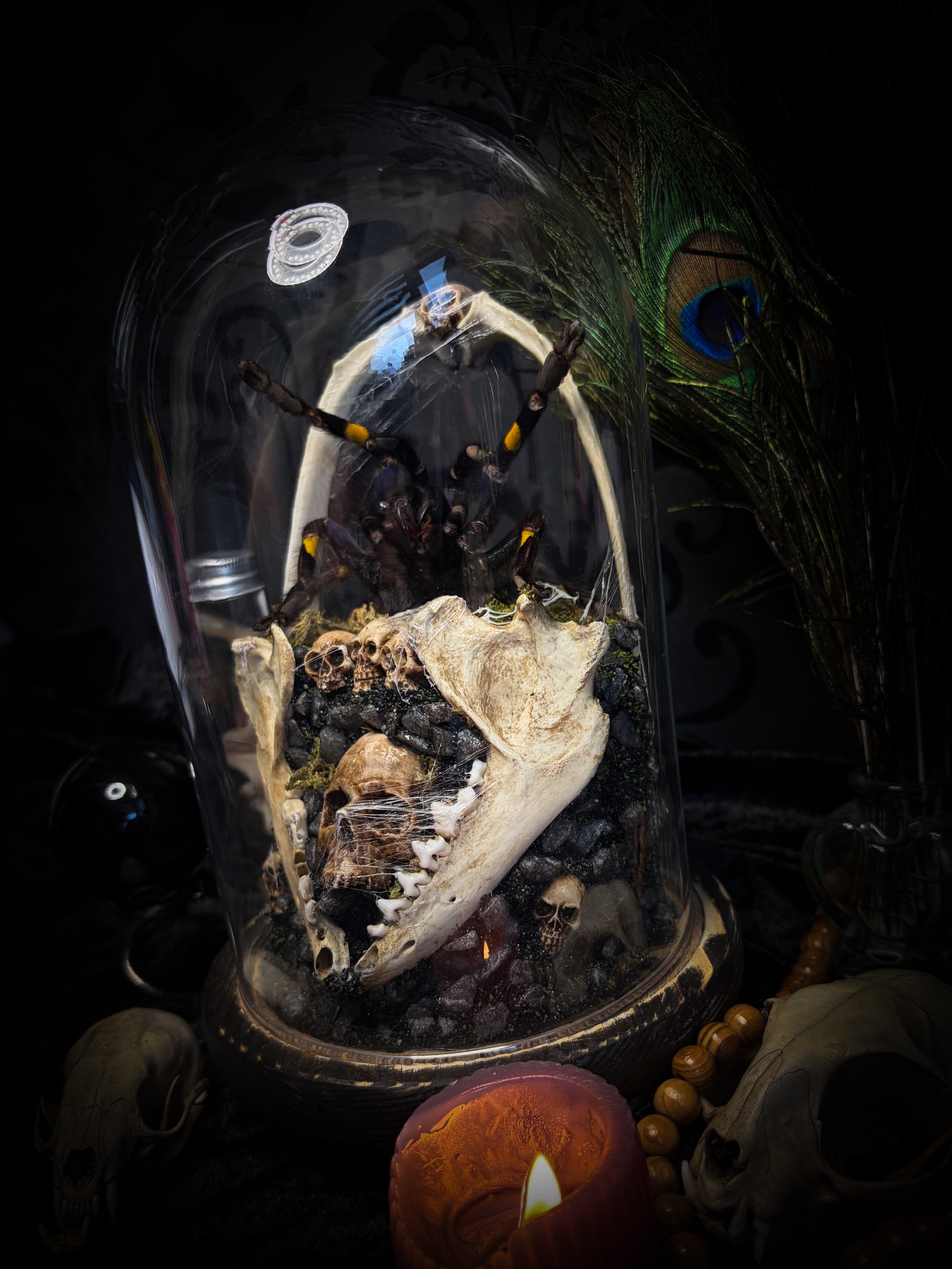Vashti — handmade glass dome with real Poecilotheria metallica tarantula, deer rib arch, ornamented skulls and cobweb by Morbid Oddities