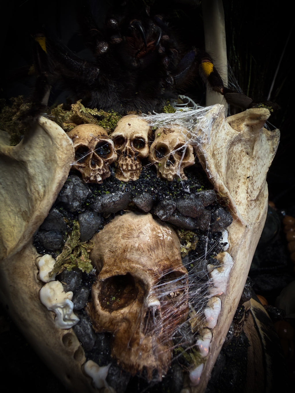 Vashti — handmade glass dome with real Poecilotheria metallica tarantula, deer rib arch, ornamented skulls and cobweb by Morbid Oddities