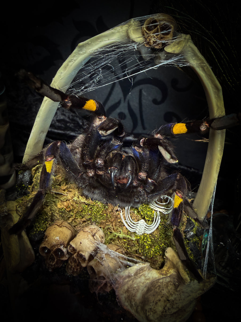 Vashti — handmade glass dome with real Poecilotheria metallica tarantula, deer rib arch, ornamented skulls and cobweb by Morbid Oddities